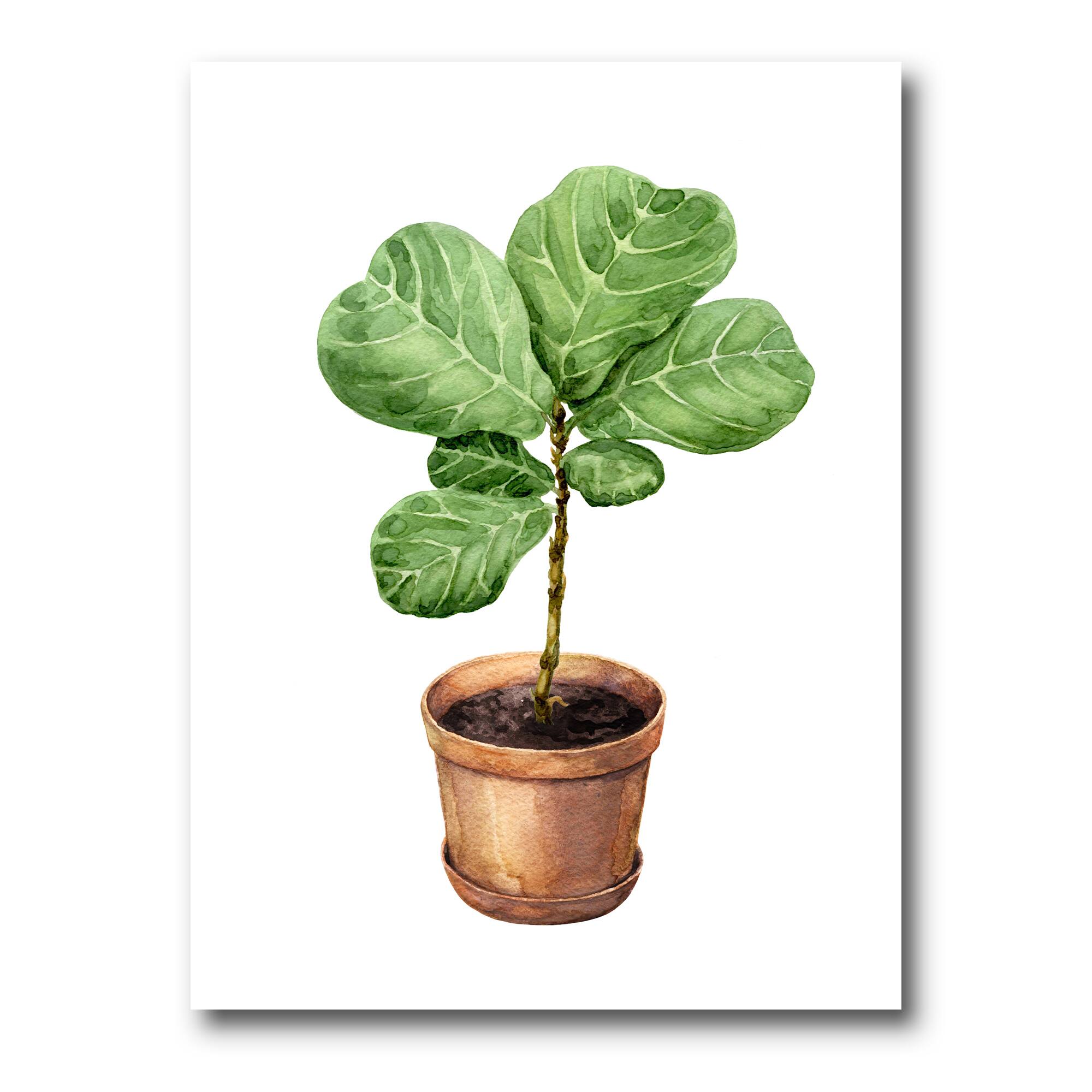 Designart - Ficus Lyre In Clay Flowerpot