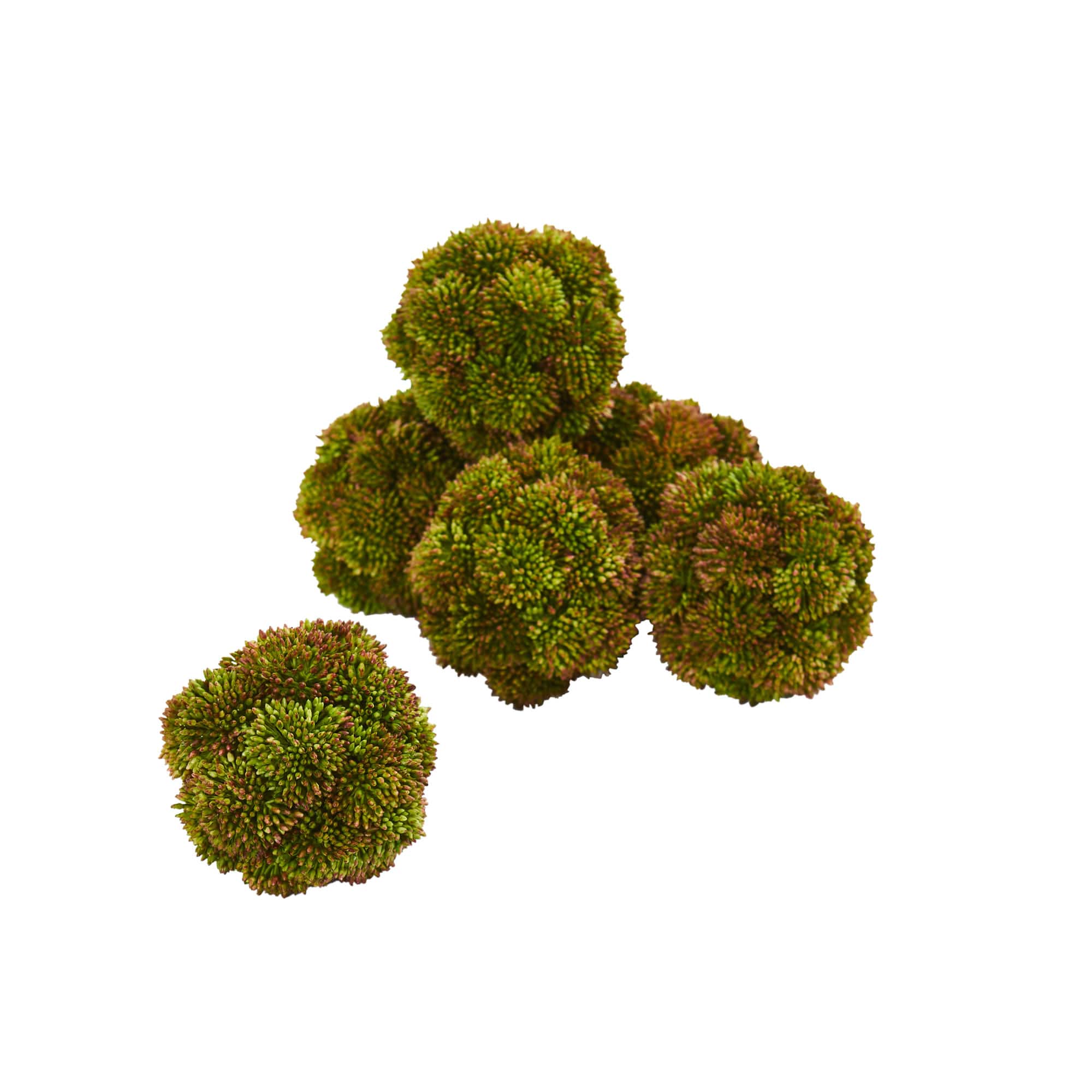 Green Sedum Succulent Spheres, 6ct.