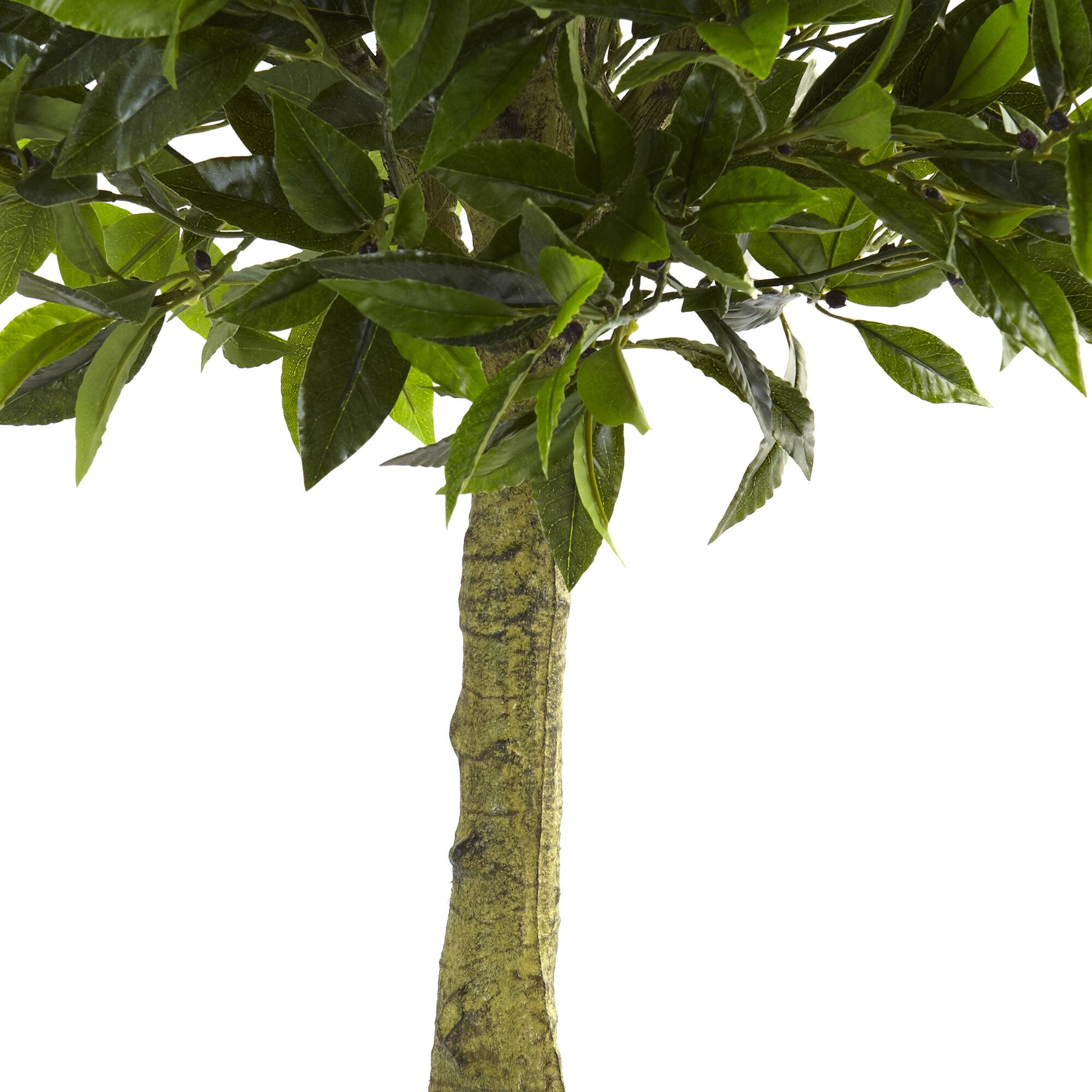 3ft. Potted Bay Leaf Topiary