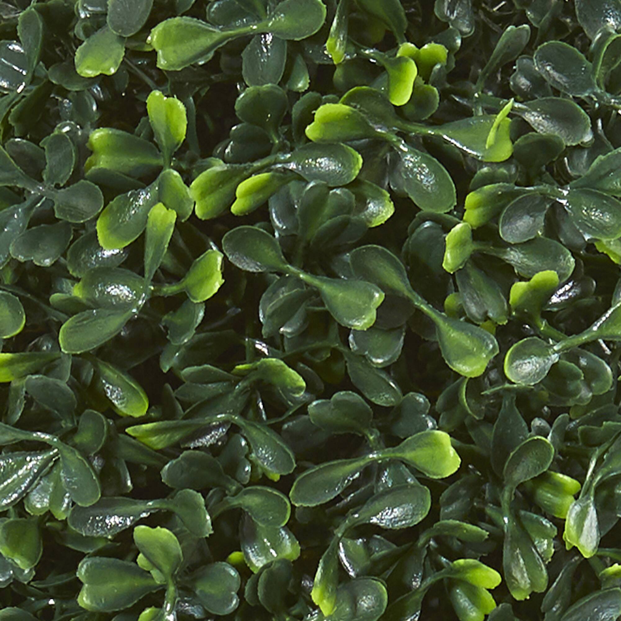 13” Boxwood Topiary Tree in Black Planter