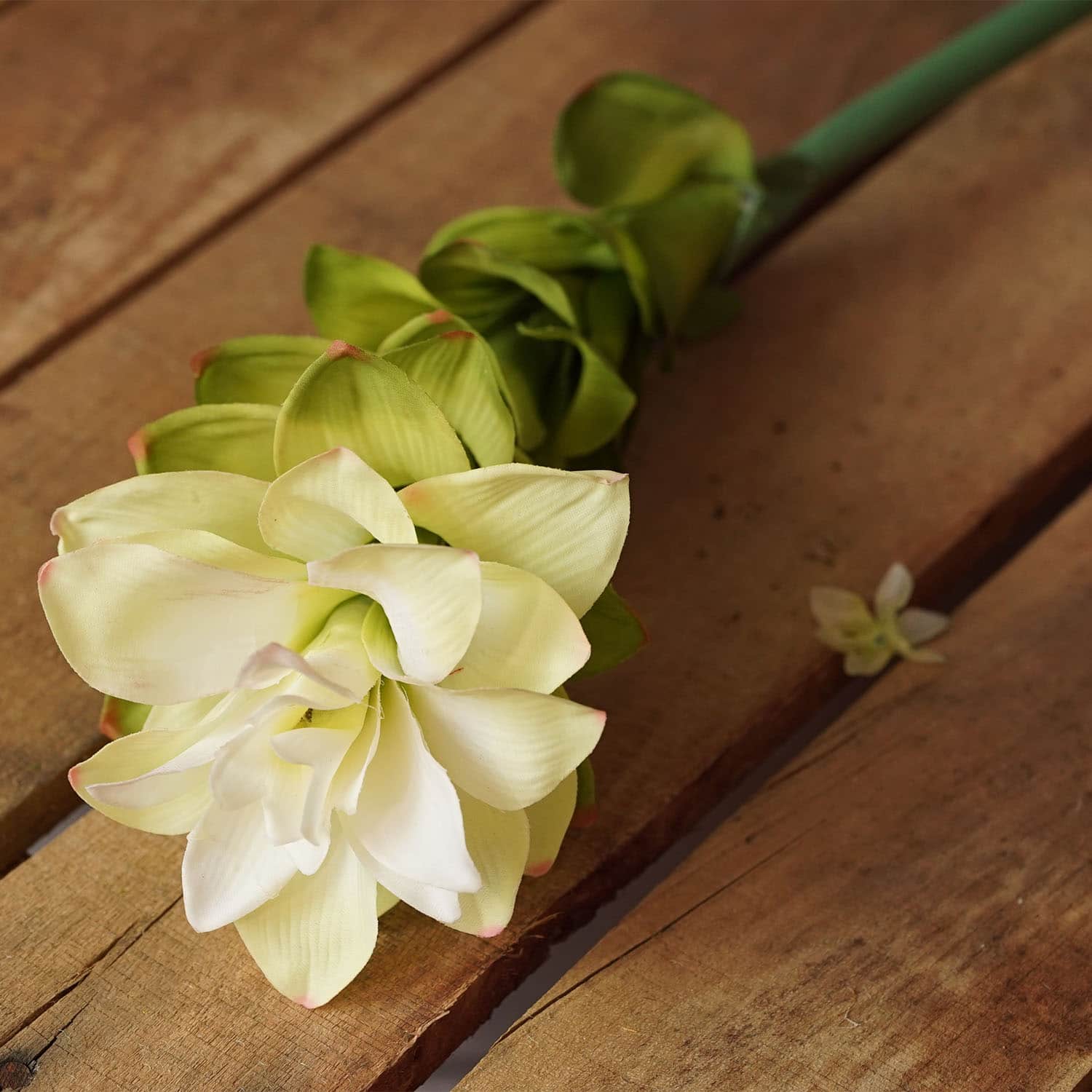 Cream White Torch Ginger Flower Crafting Stem