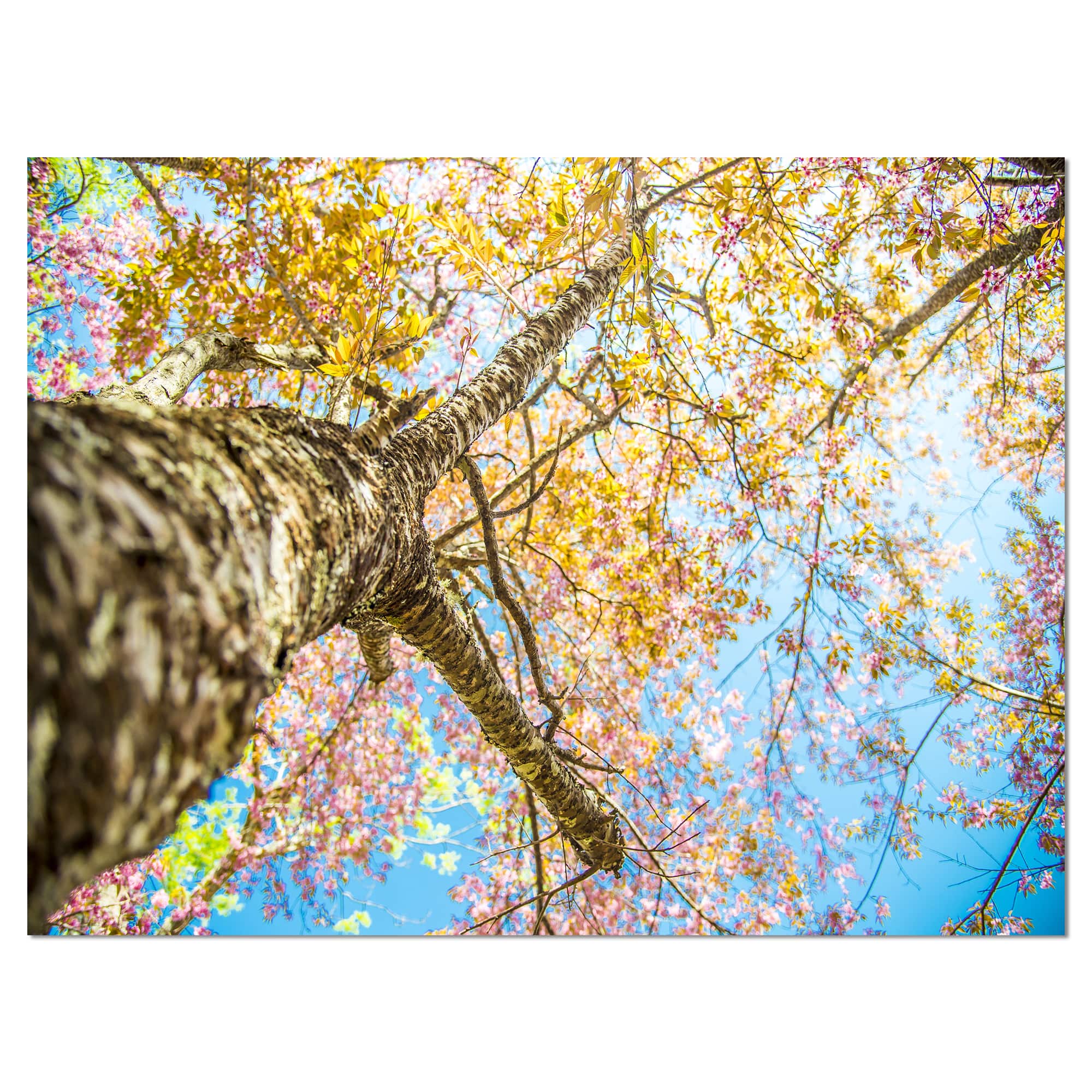 Designart - Under Branch of Yellow Cherry Tree