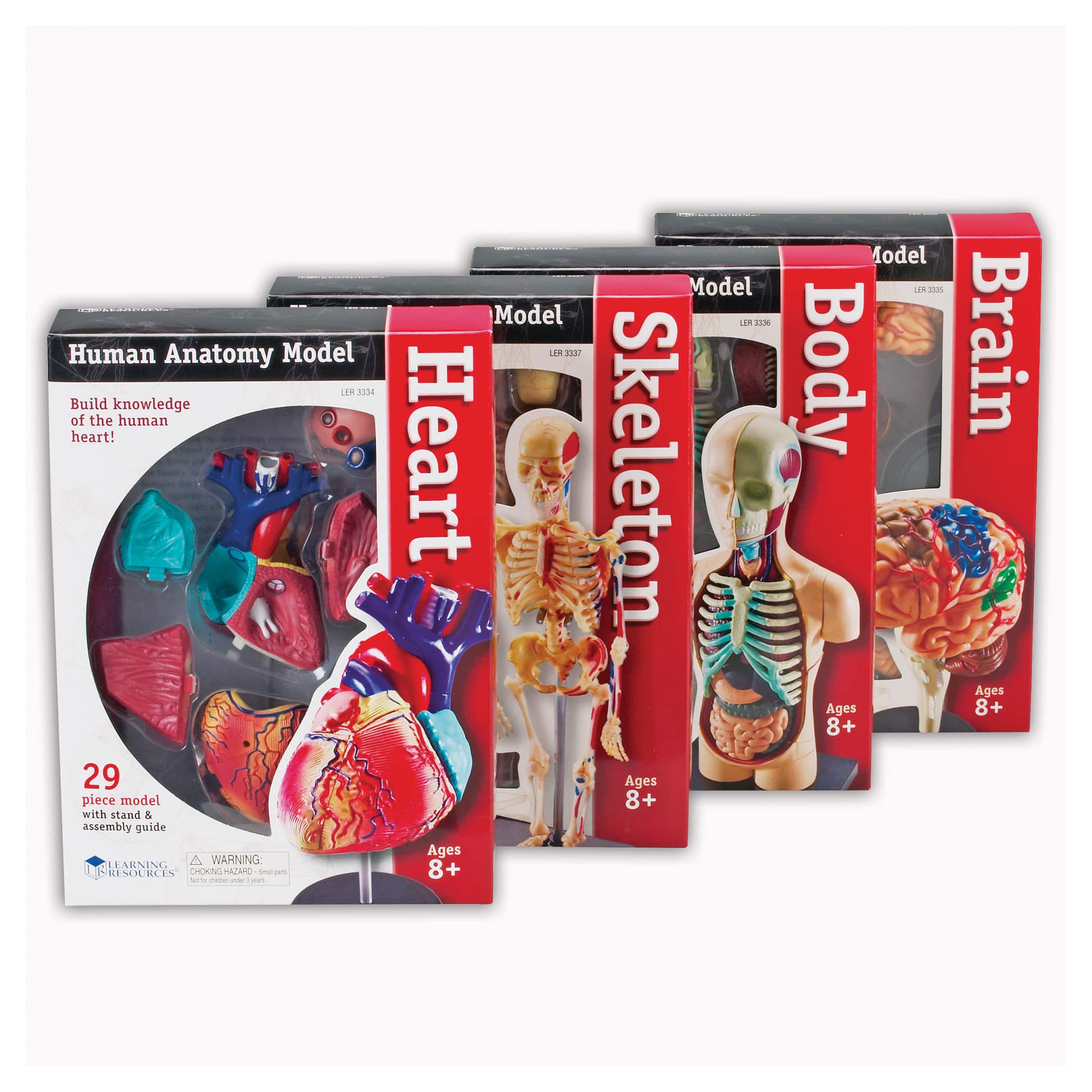 Heart, Brain, Skeleton & Body Anatomy Model Bundle Set