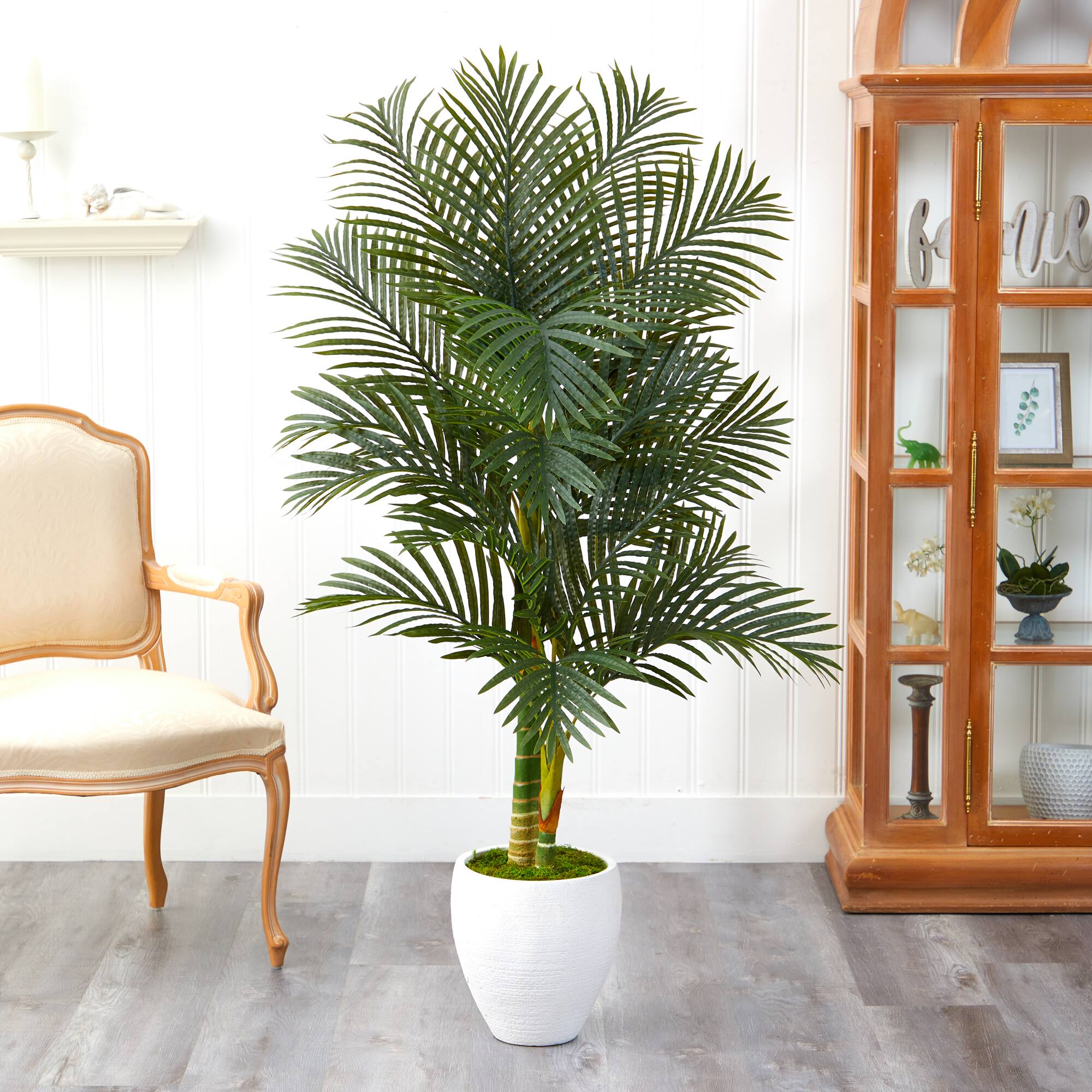 5ft. Paradise Palm Tree in White Planter
