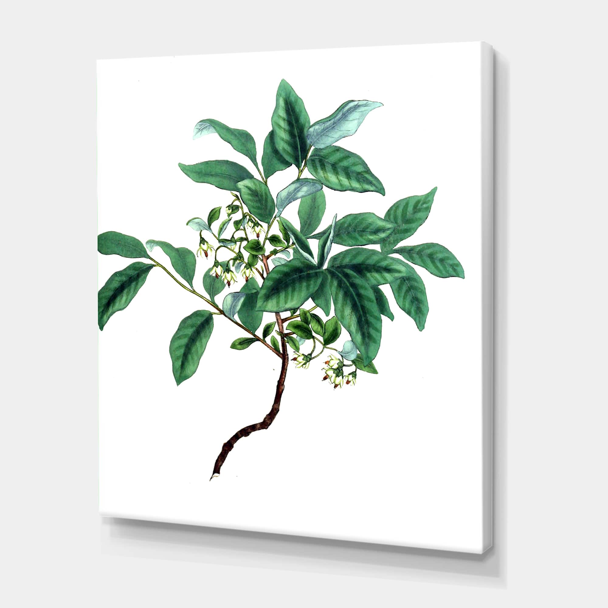 Designart - Vintage Green Leaves Plants IV - Traditional Canvas Wall Art Print