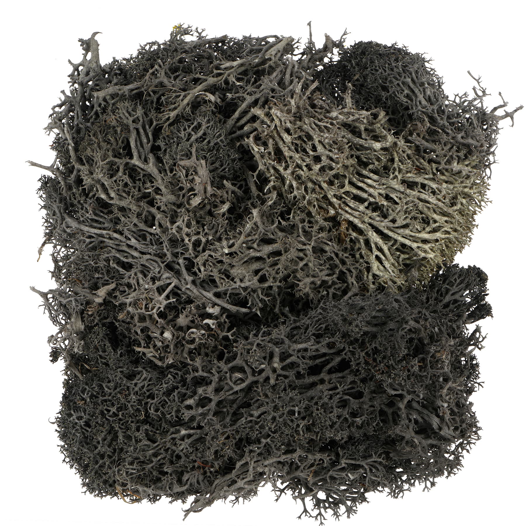 1.7oz. Halloween Moss by Ashland