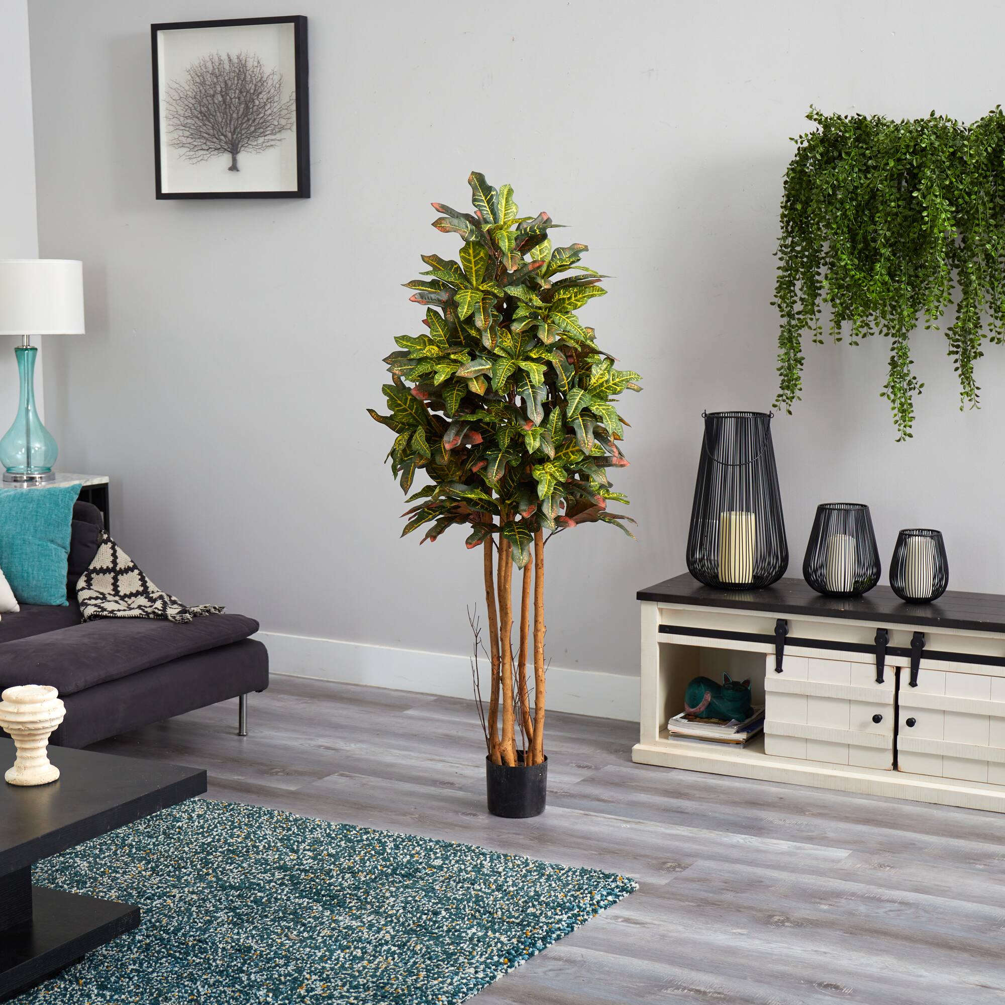 5ft. Potted Croton Tree