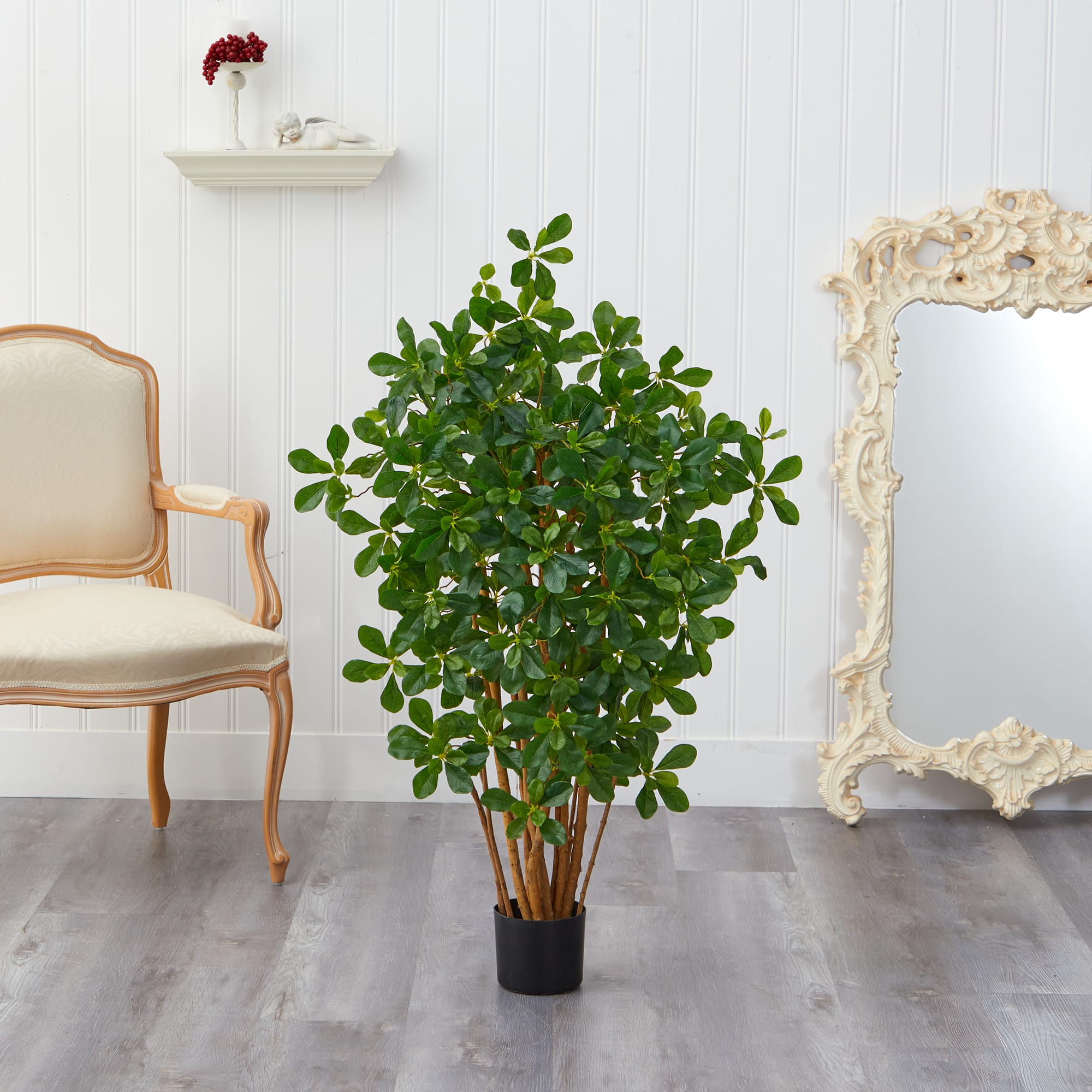 3.5ft. Potted Black Olive Tree