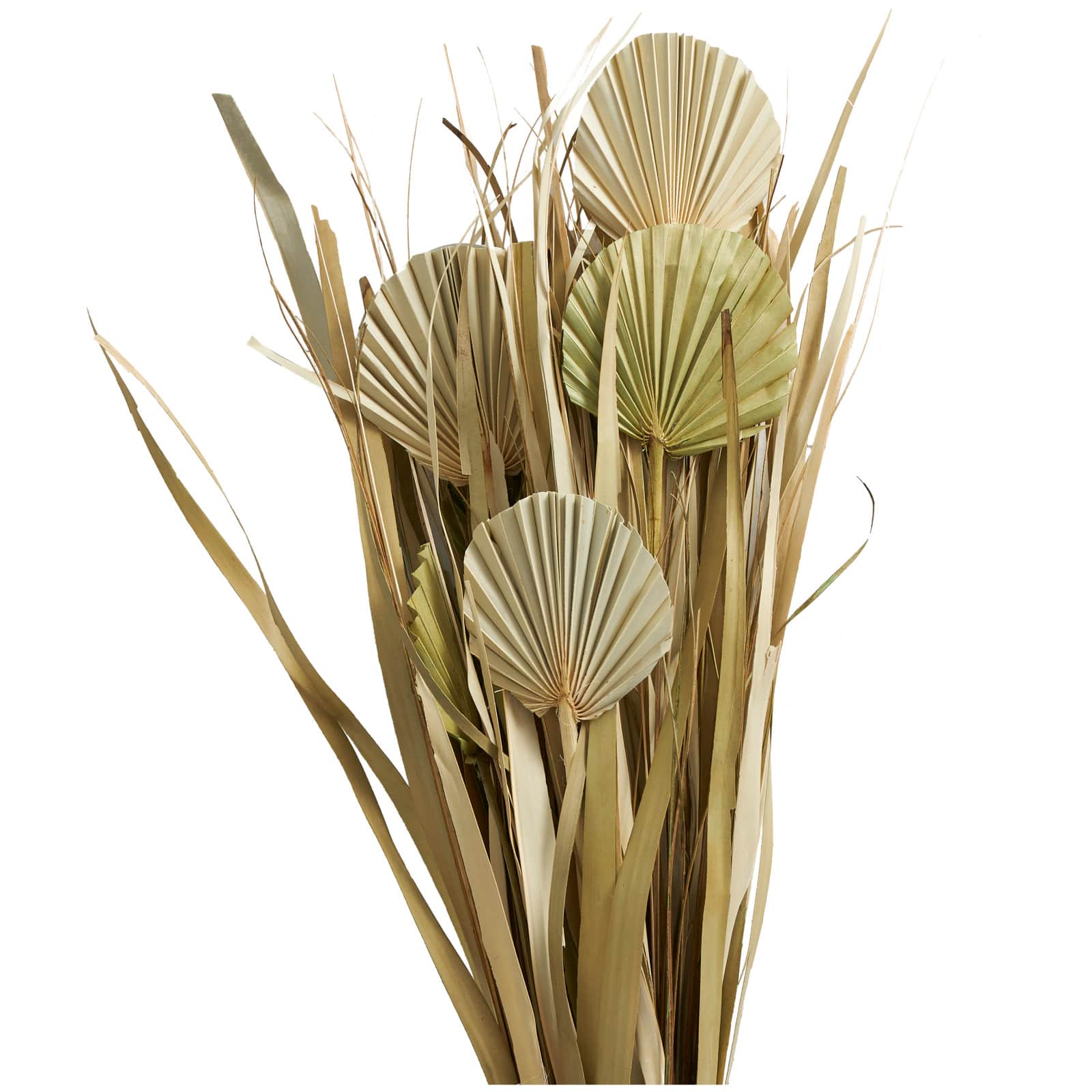 40" Green Dried Plant Bouquet Grass Natural Foliage with Fan Like Palm Leaves