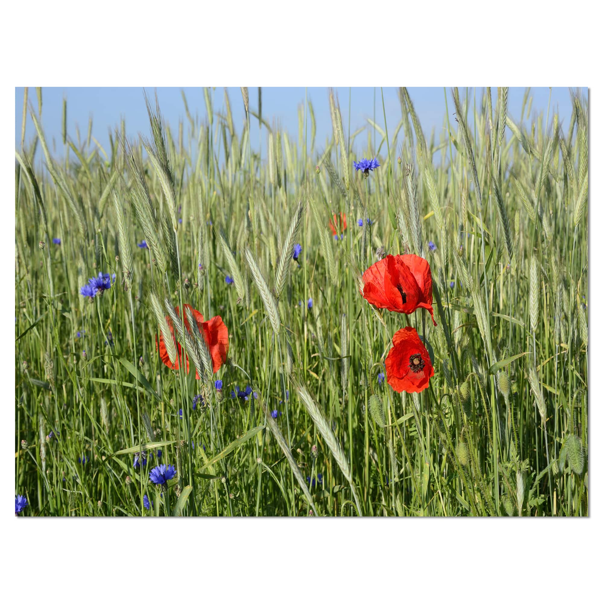 Designart - Rural Landscape with Red Poppies