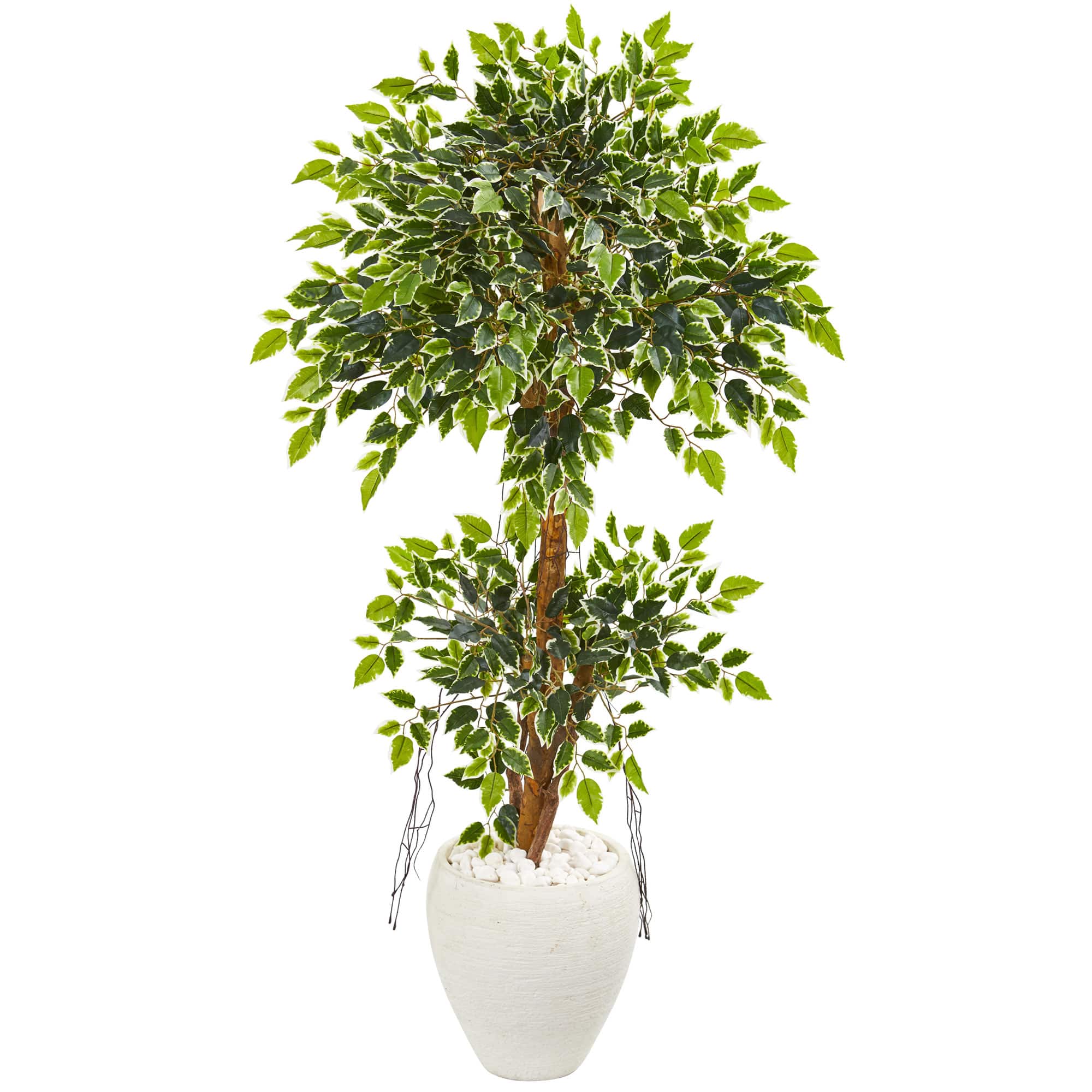 5ft. Variegated Ficus Tree in White Planter