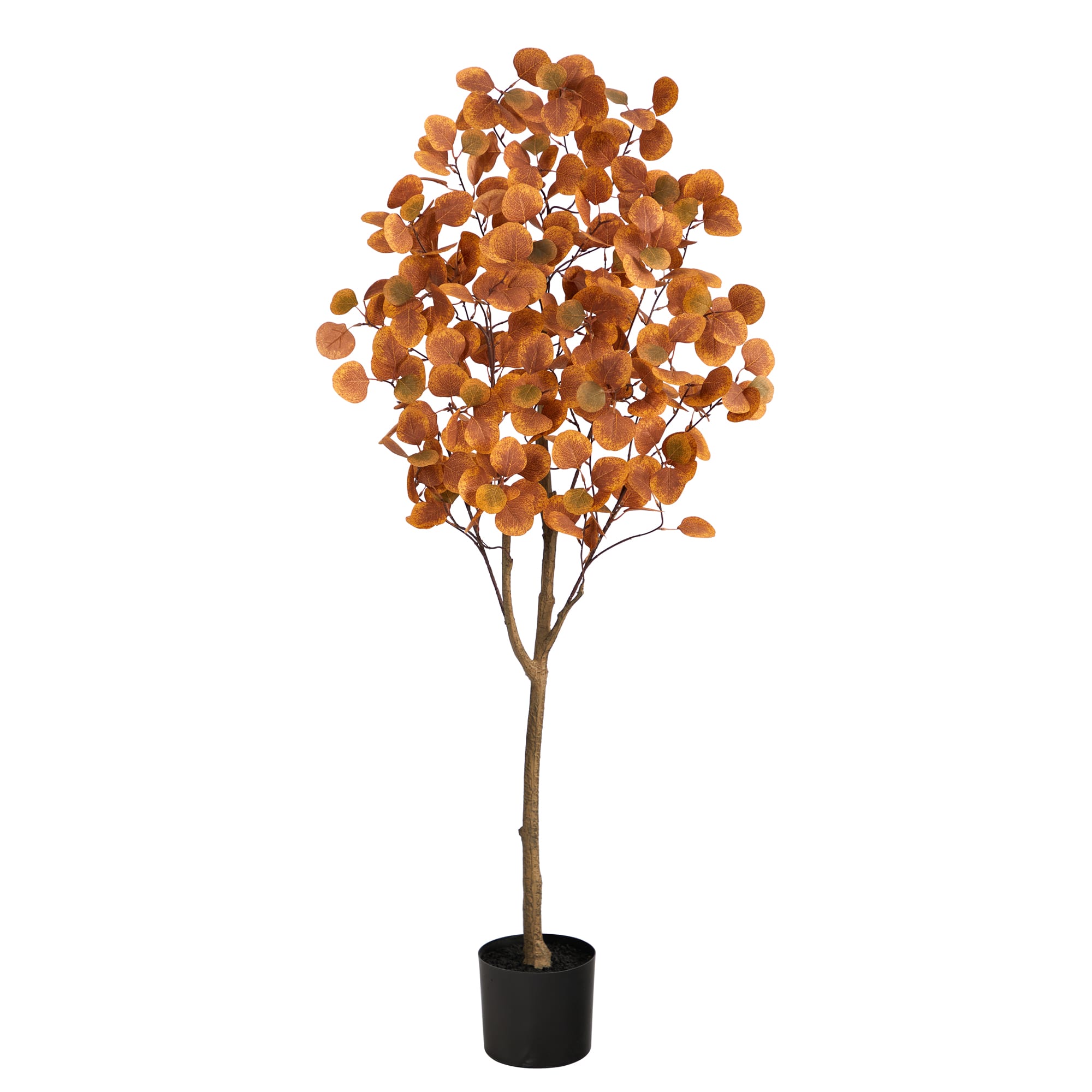 5ft. Potted Autumn Eucalyptus Tree