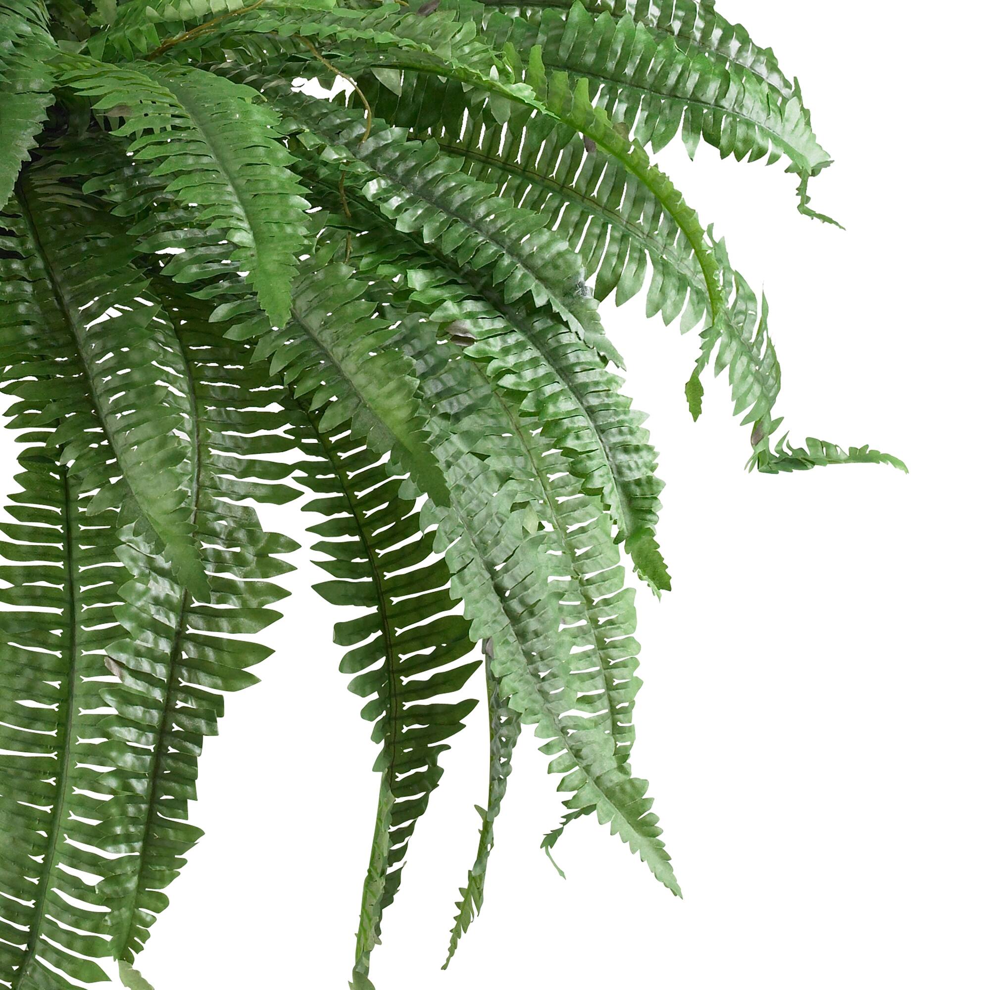 21" Boston Fern, 2ct.