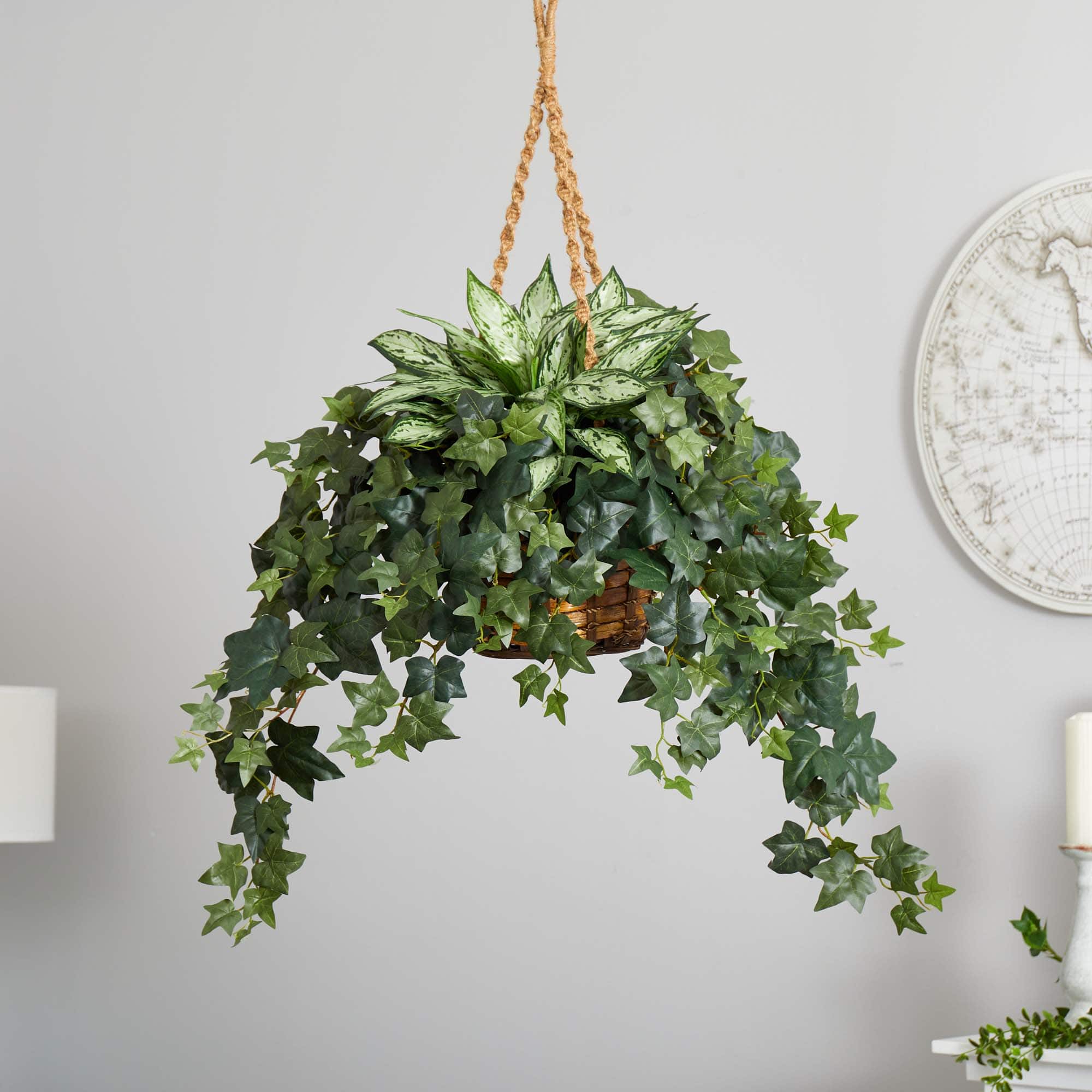2.5ft. Silver Queen and Ivy Plant in Hanging Basket