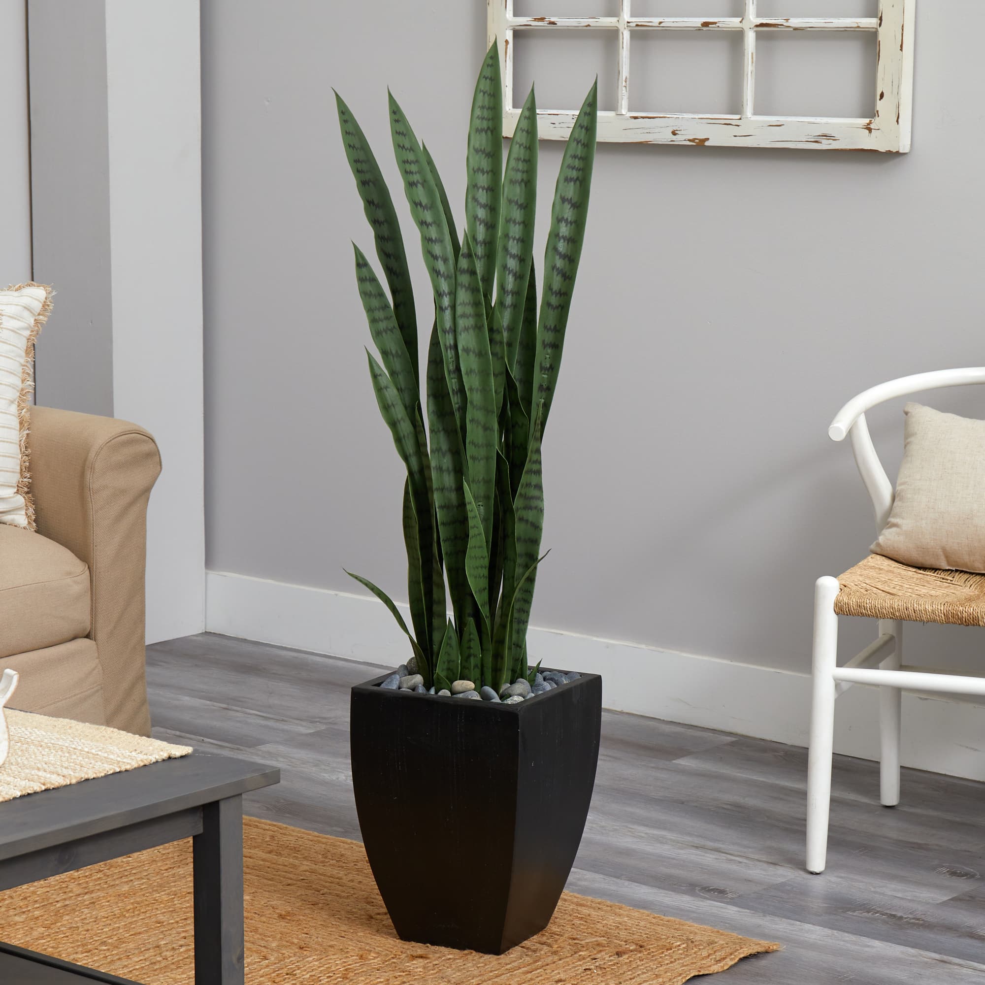 4.5ft. Snake Plant in Decorative Black Planter