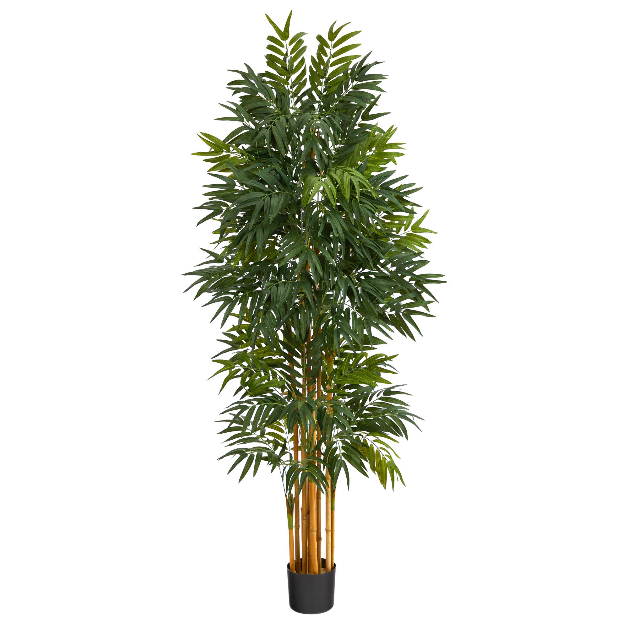 5.5ft. Potted Phoenix Palm Tree