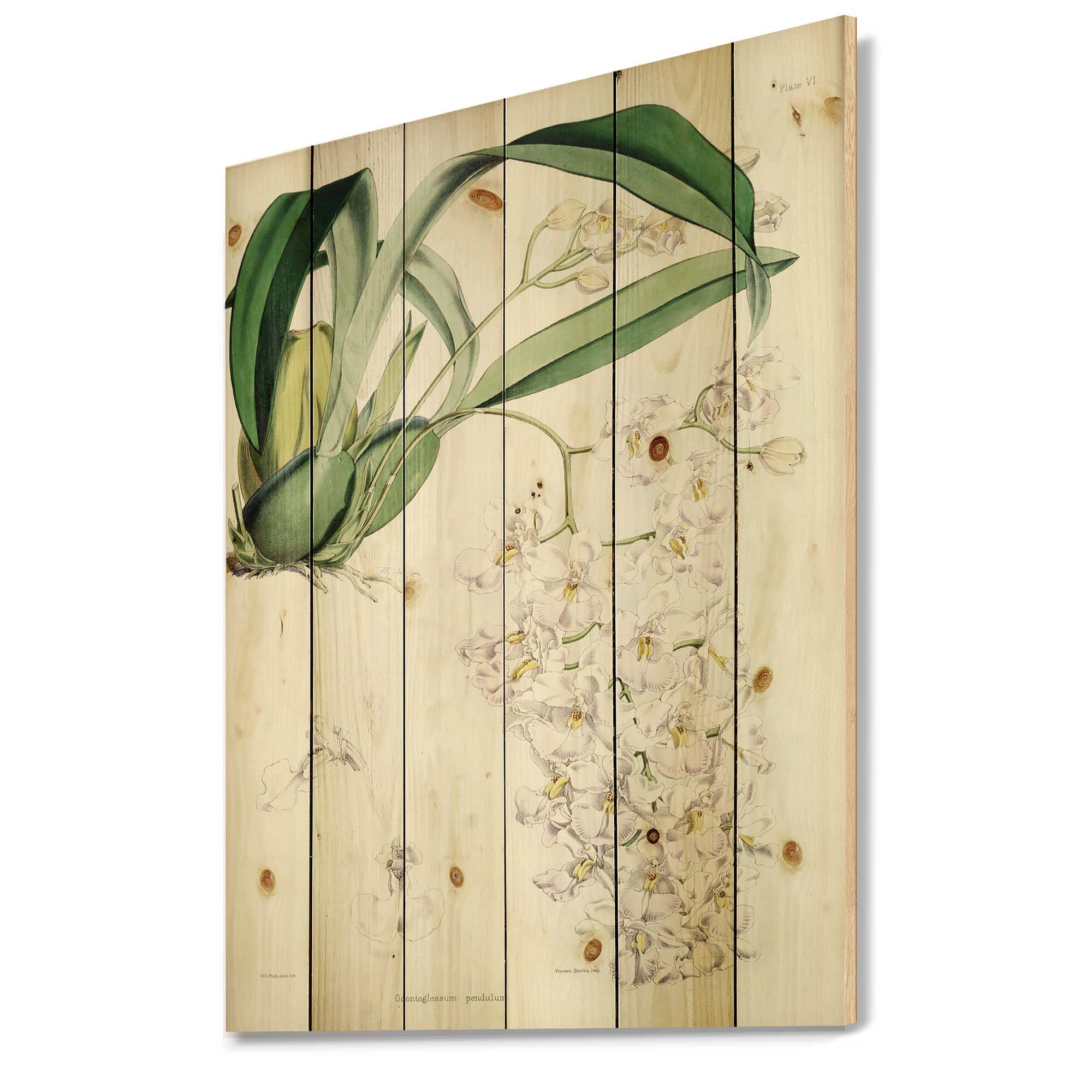 Designart - Vintage White Orchid II - Traditional Print on Natural Pine Wood