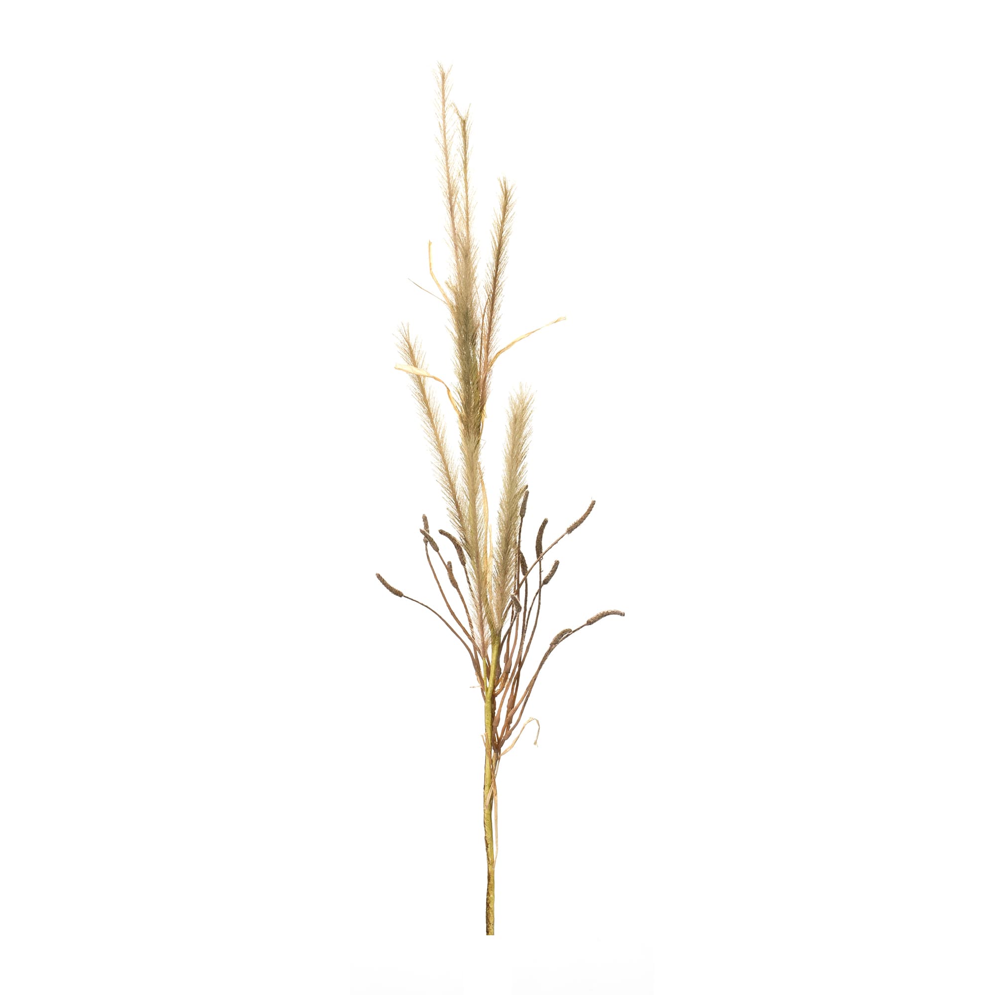 47" Foxtail Grass Sprays, 2ct.