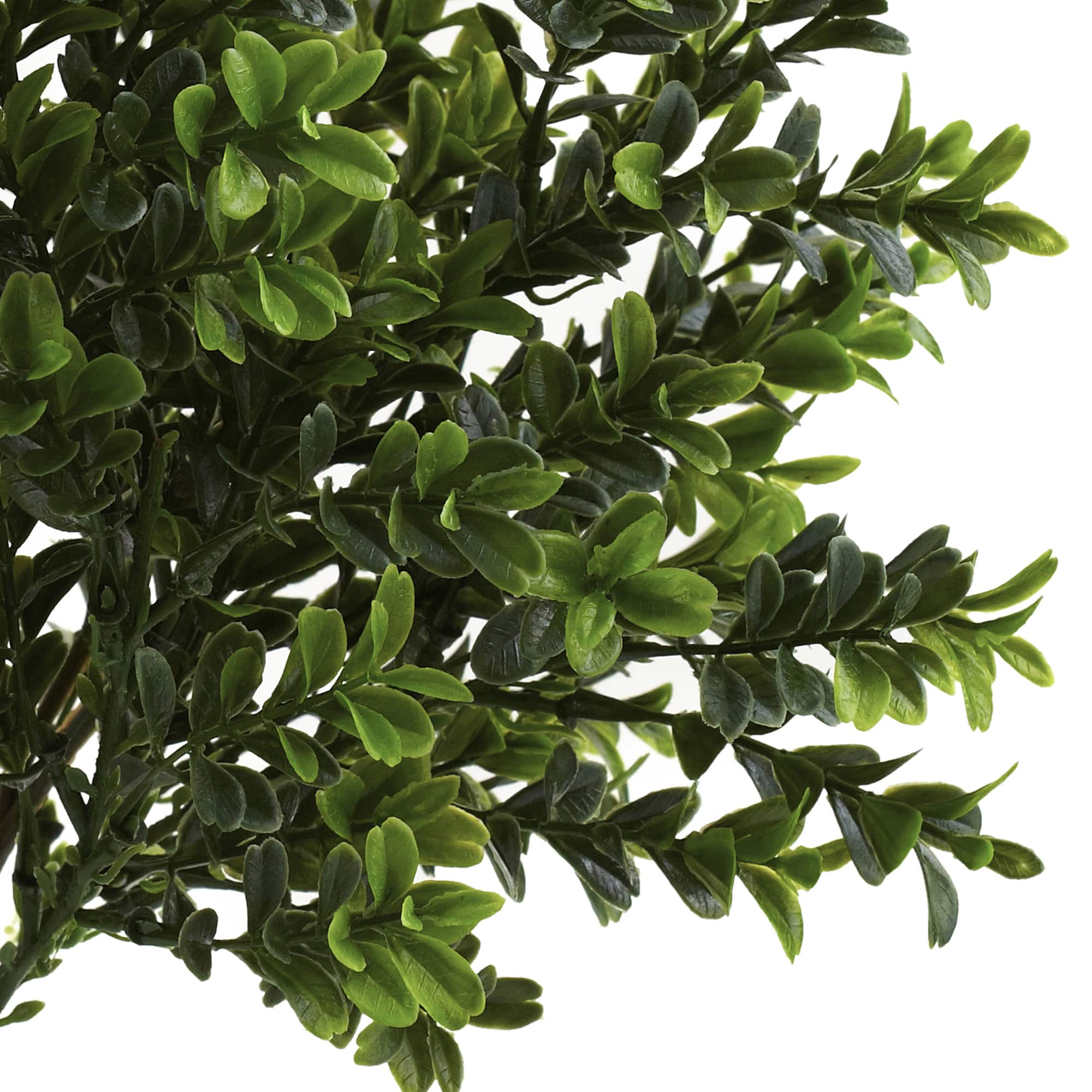 15" Sweet Grass Bush, 6ct.