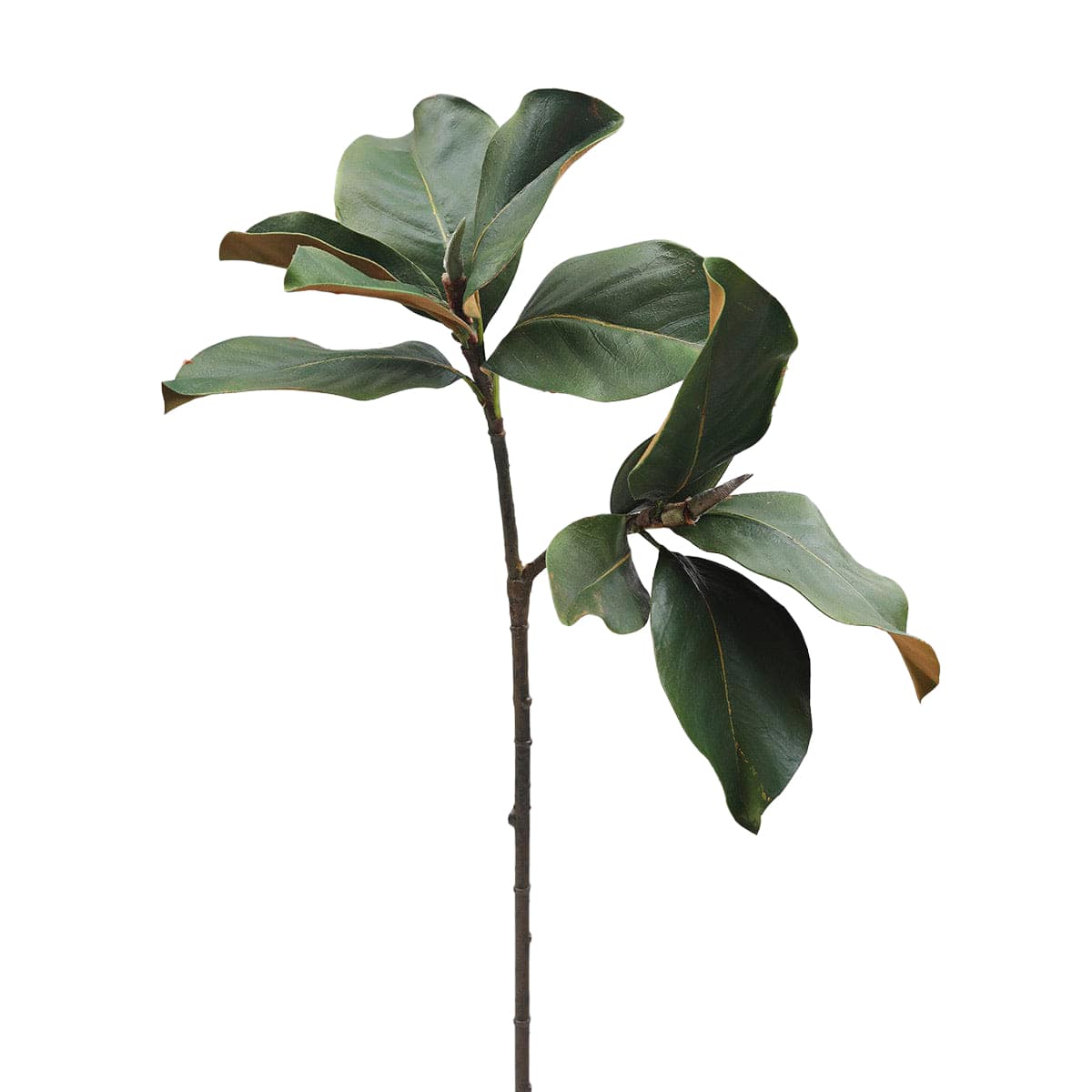 Prestige Botanicals 25" Faux Magnolia Leaf Stem