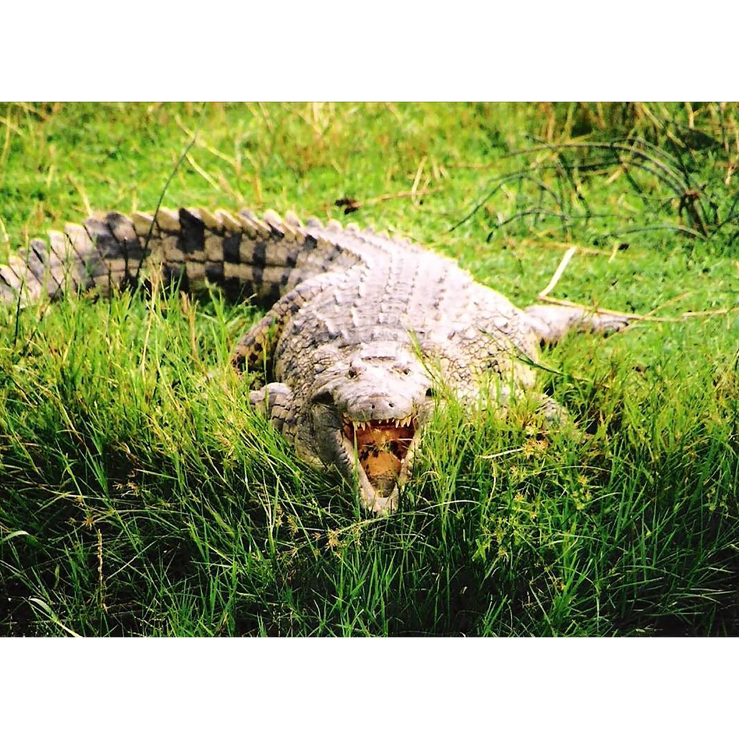Sparkly Selections Crocodile on the Nile River, Uganda Diamond Painting Kit, Round Diamonds