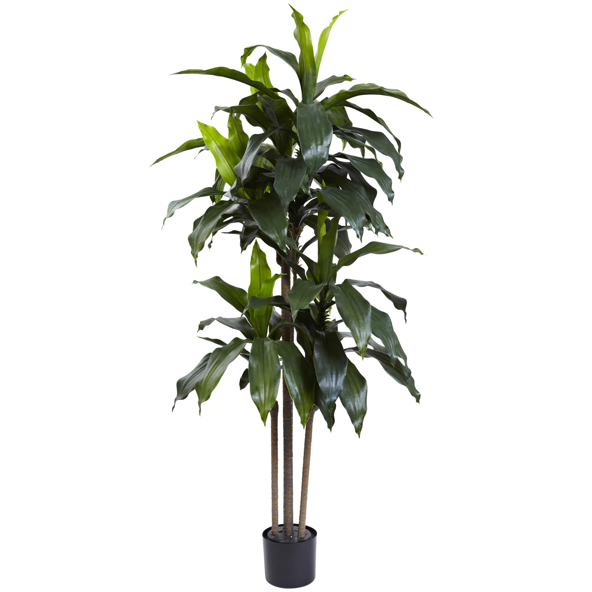 5ft. Potted Dracaena Plant