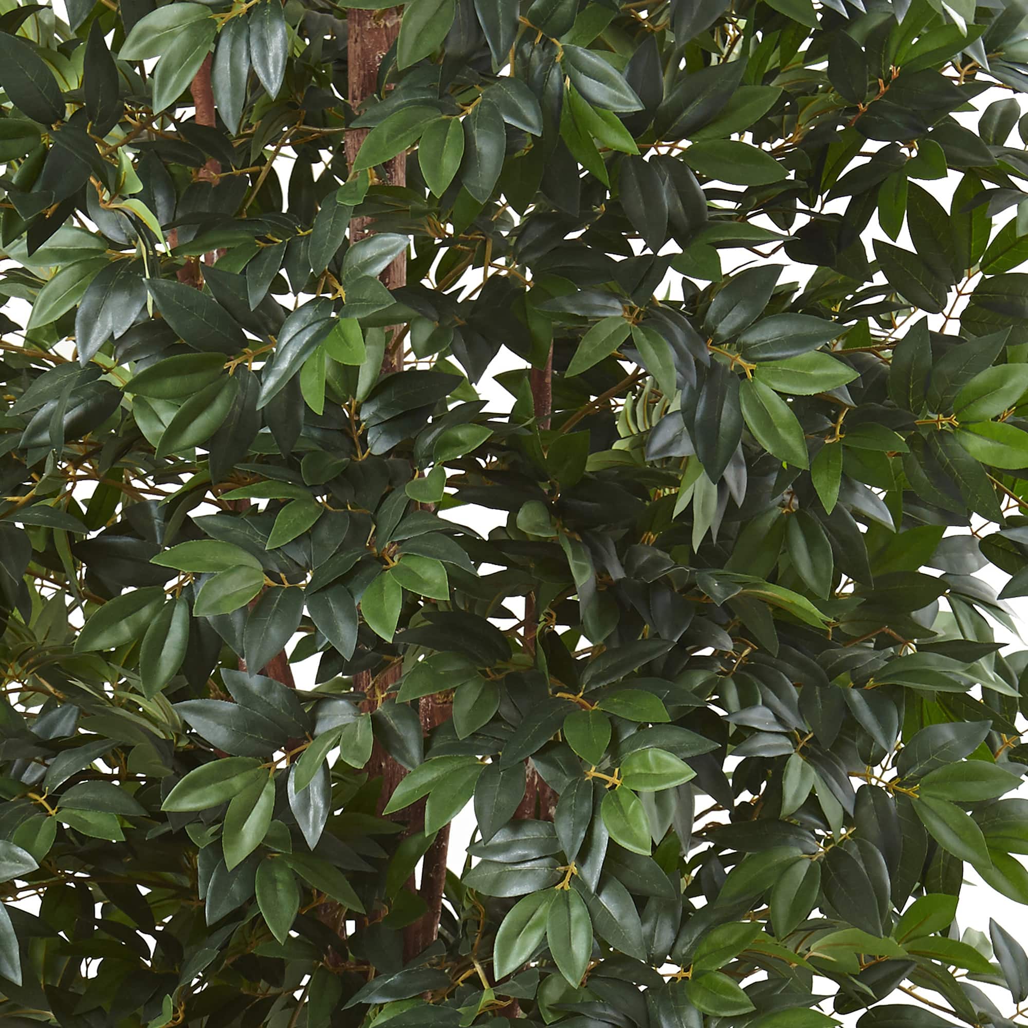 7.5ft. Potted Lychee Silk Tree