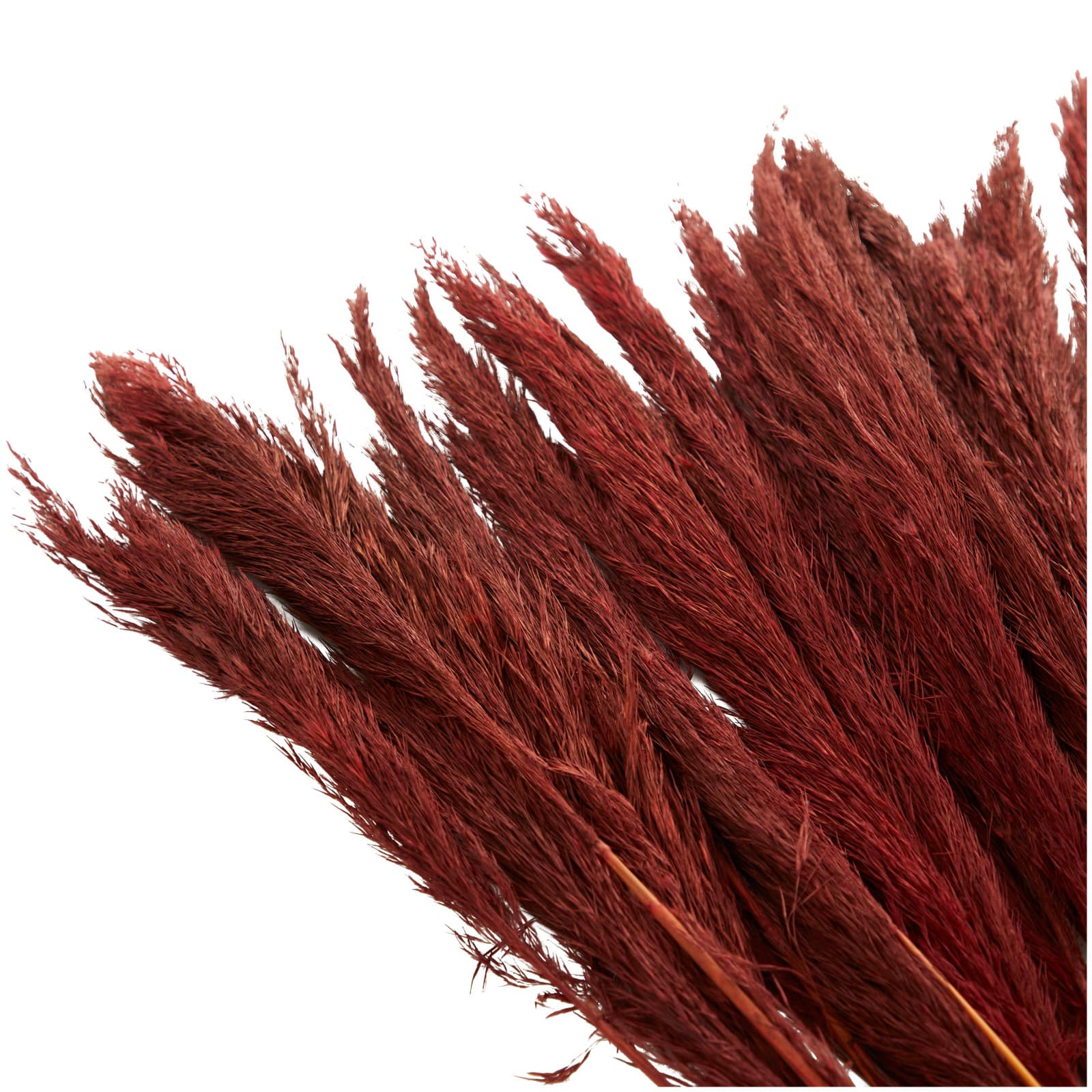 Dried Plant Bamboo Natural Foliage with Long Stems