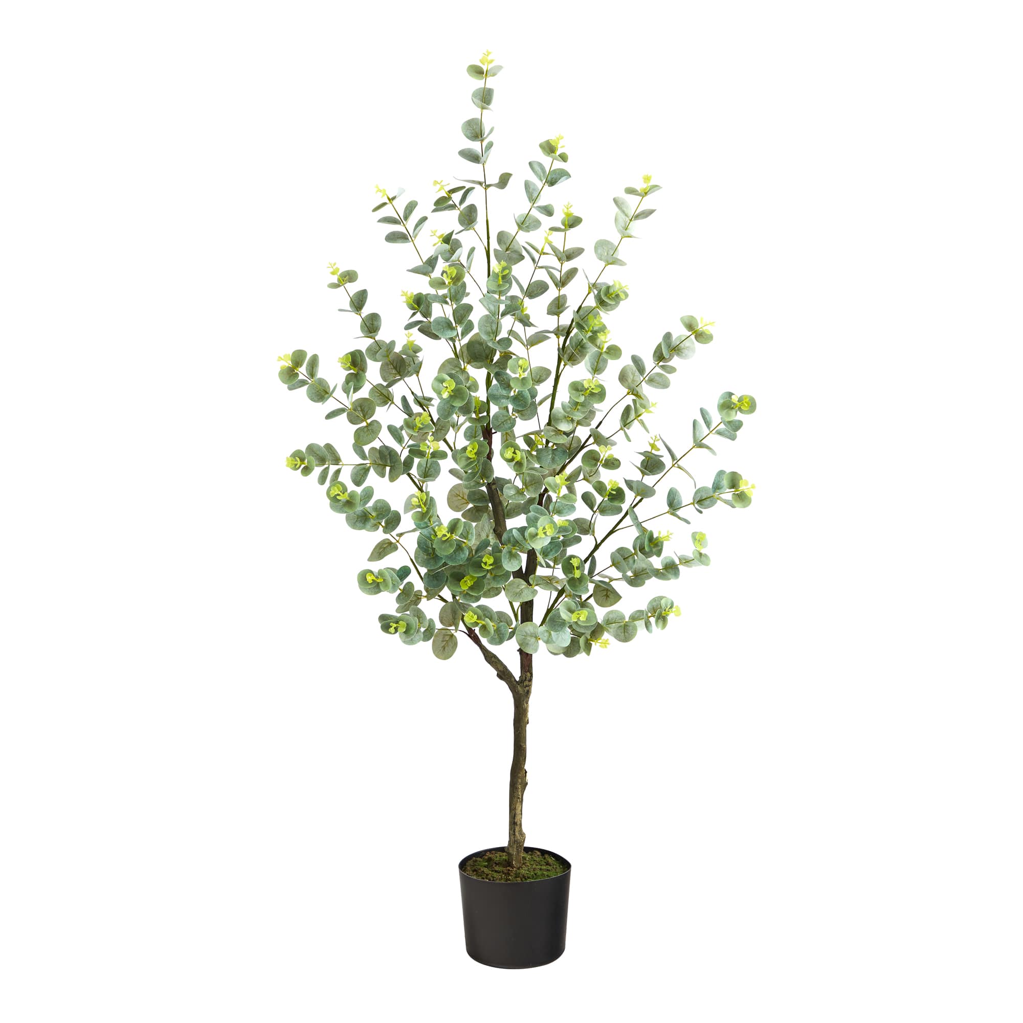 4ft. Potted Eucalyptus Tree
