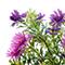 18" Mini Daisy Bush by Ashland®
