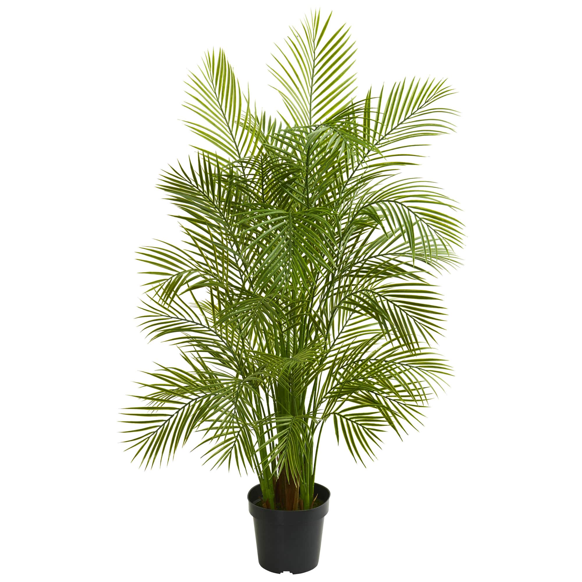 5.5ft. Potted Areca Palm Tree