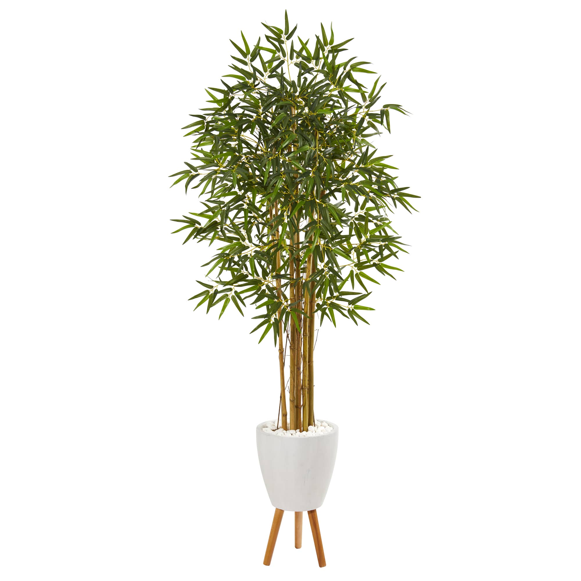 6ft. Multi Bambusa Bamboo Tree in White Planter with Stand