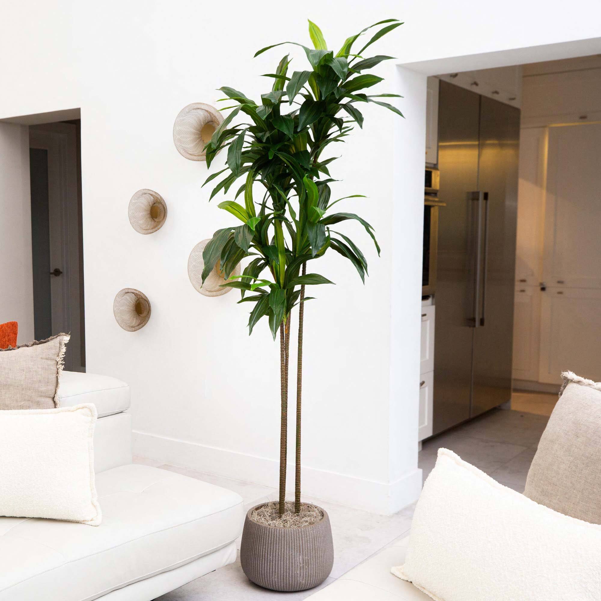 7ft. Potted Green Artificial Dracaena Tree with Real Touch Leaves