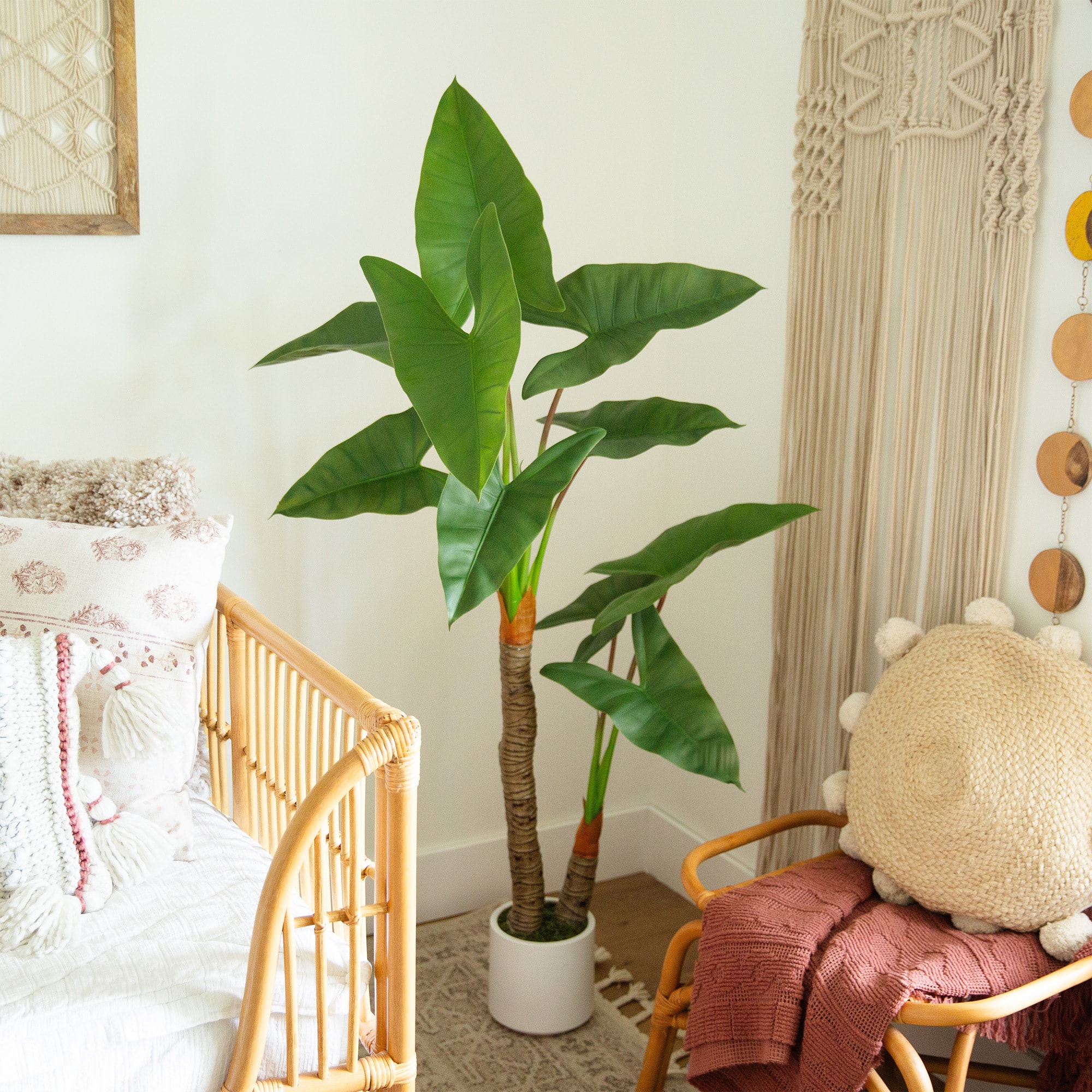 5.5ft. Arrowhead Philodendron in White Decorative Planter