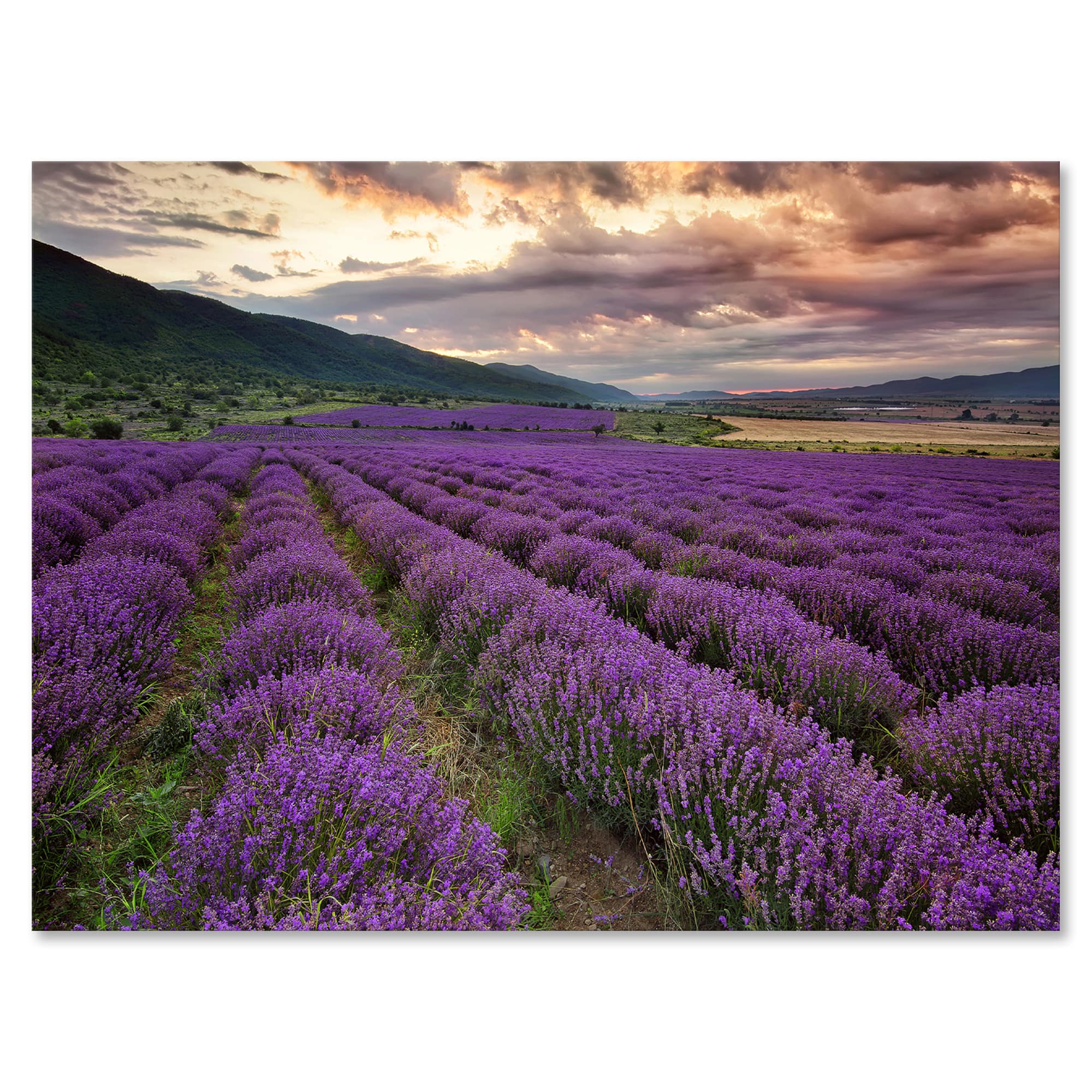 Designart - Lavender Field At Dawn I - Farmhouse Canvas Wall Art Print