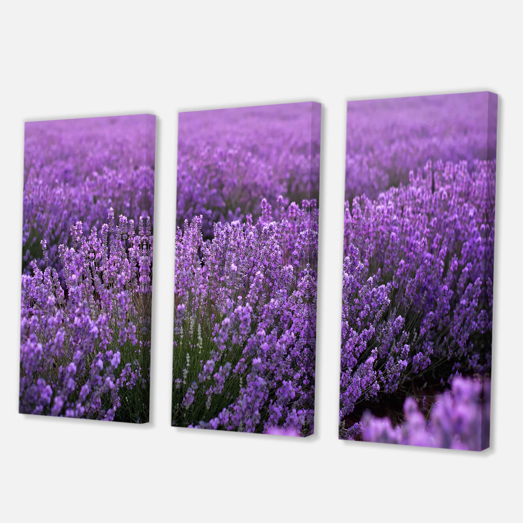 Designart - Blooming Purple Lavender Field