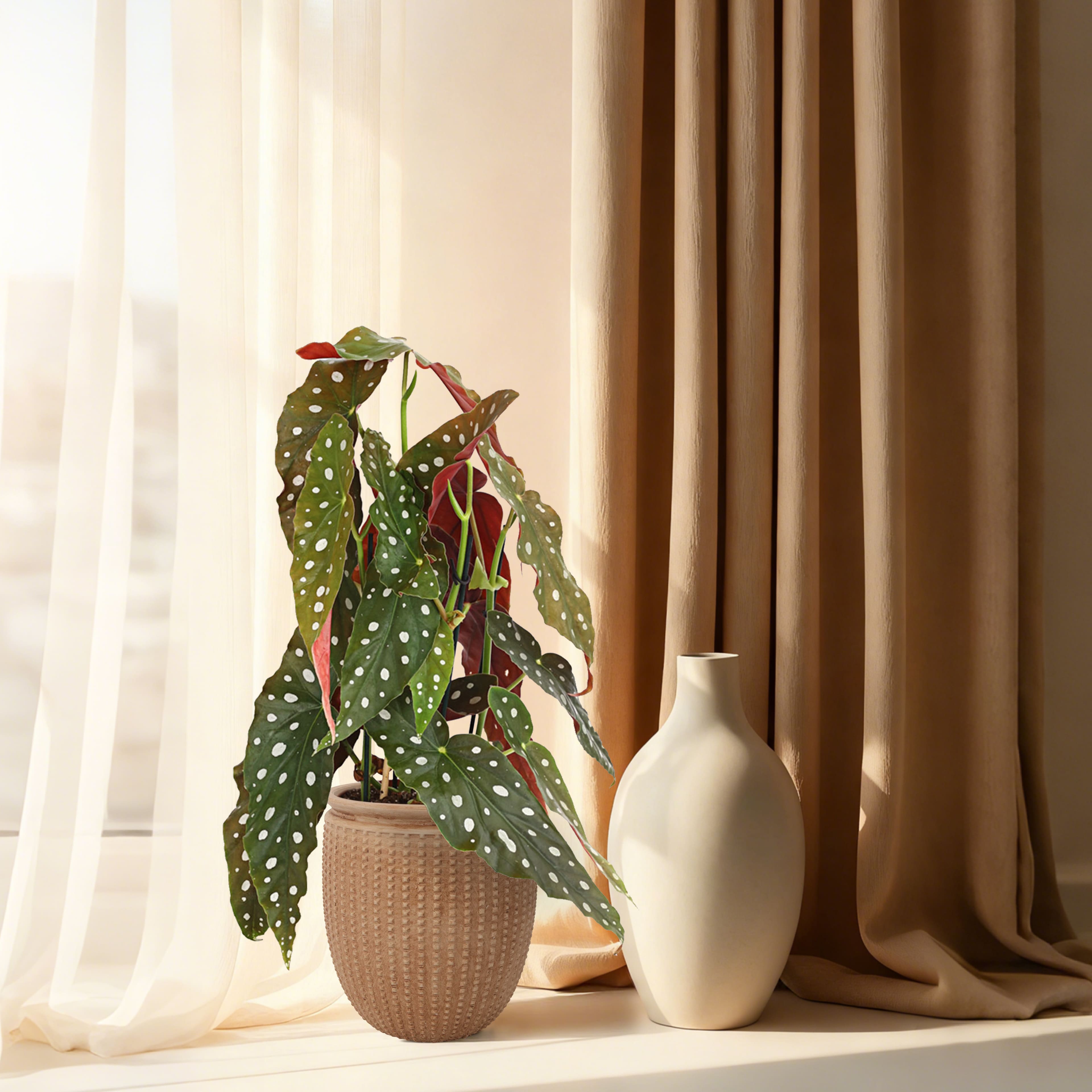 6" Brown Dots Ceramic Container by Ashland®