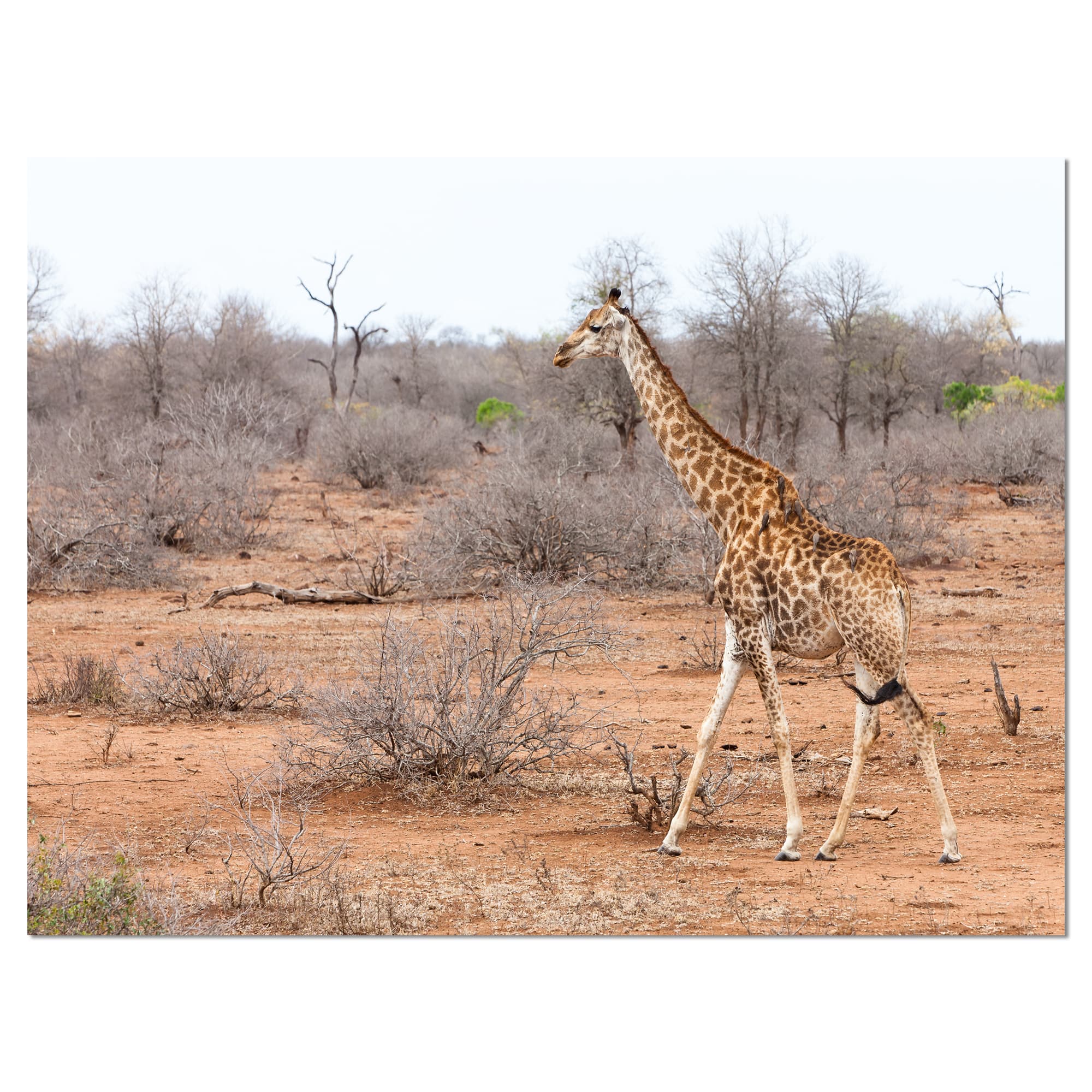 Designart - Giraffe Walking through African Forest - Animal Canvas Art Print