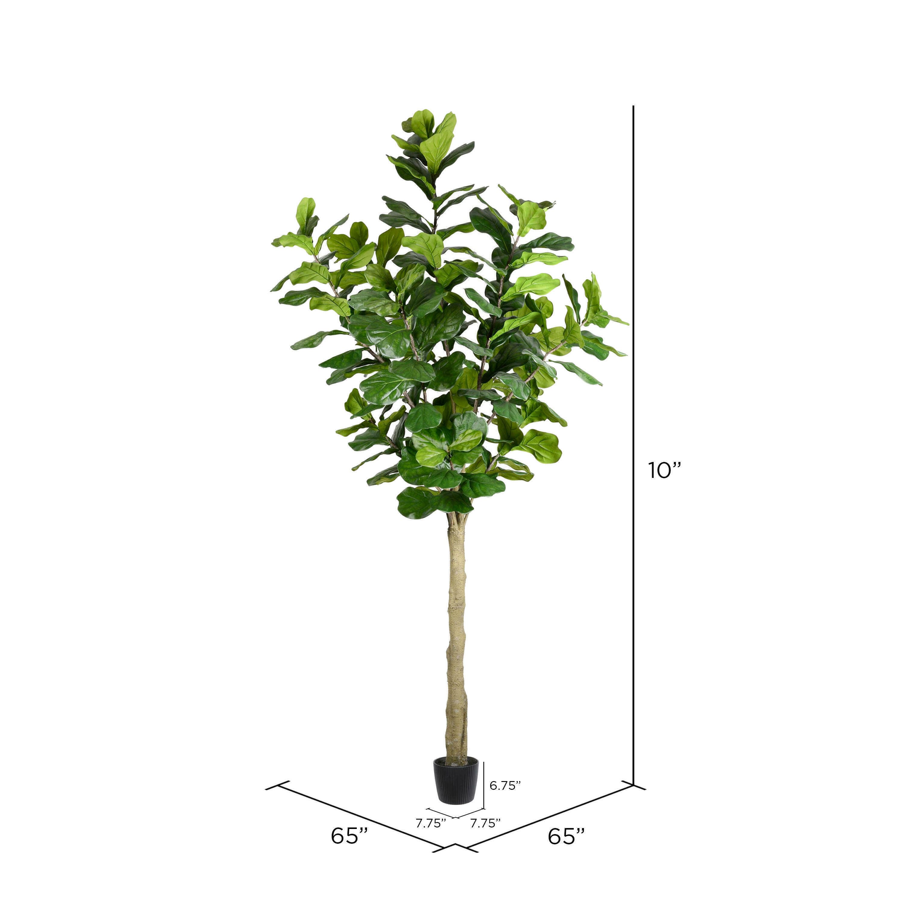 10ft. Potted Fiddle Tree