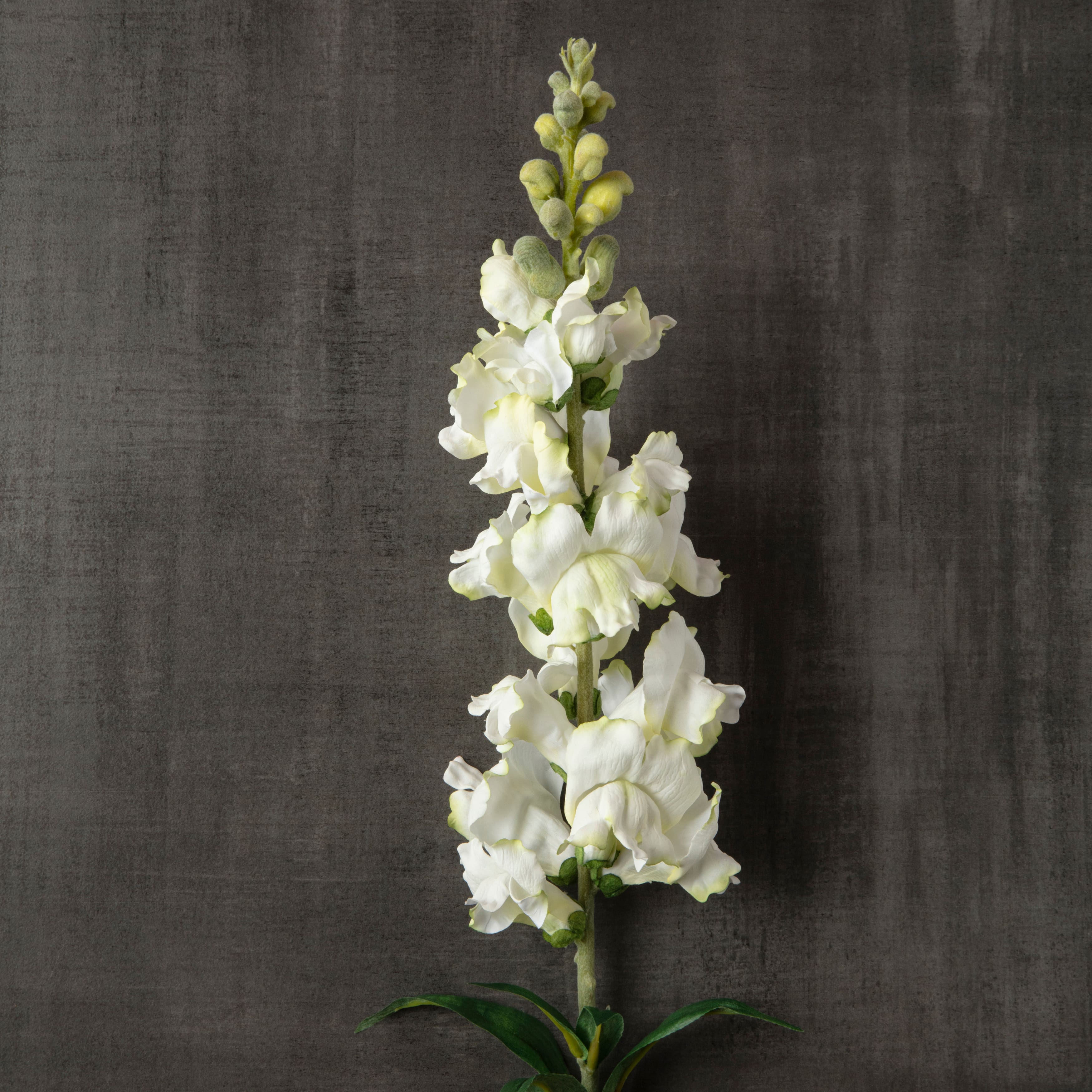 6 Pack: Cream Snapdragon Spray by Ashland®