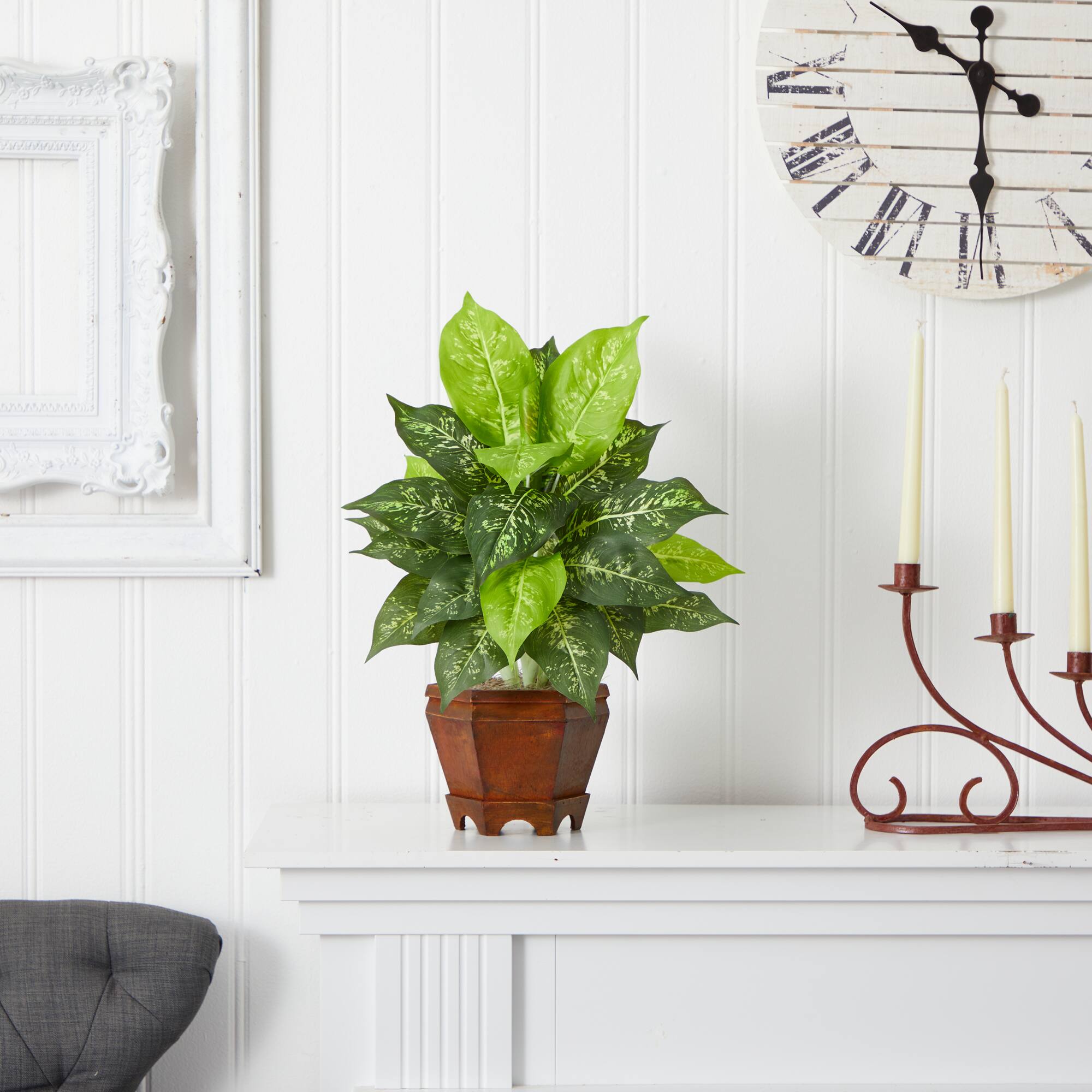 20.5" Variegated Dieffenbachia In Wood Vase, 2ct.