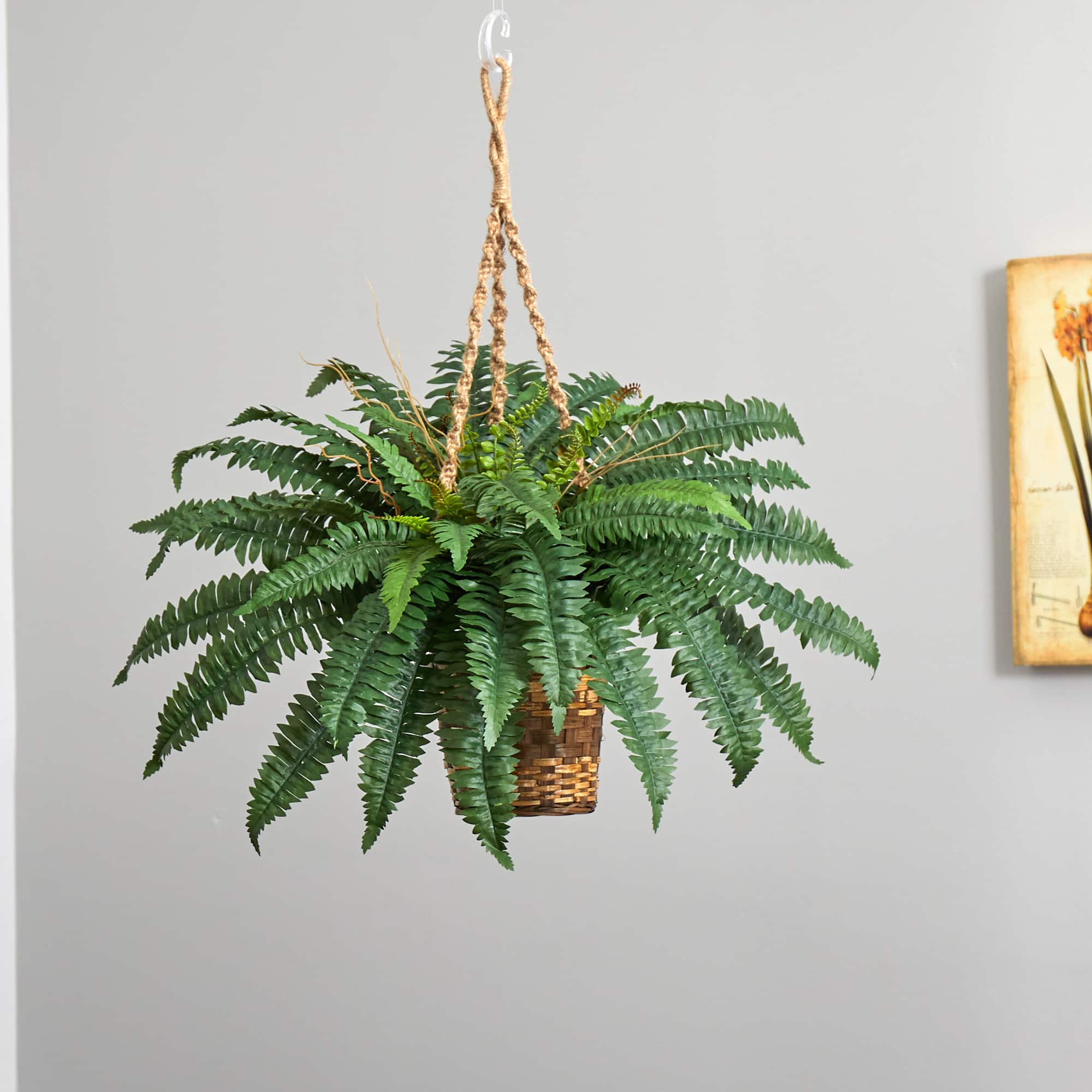 33" Boston Fern in Hanging Basket