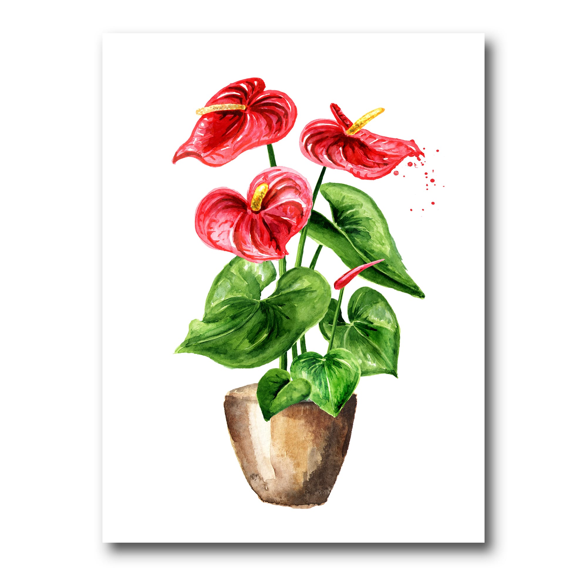 Designart - Anthurium Tailflower Or Flamingo Flower In The Pot - Traditional Canvas Wall Art Print