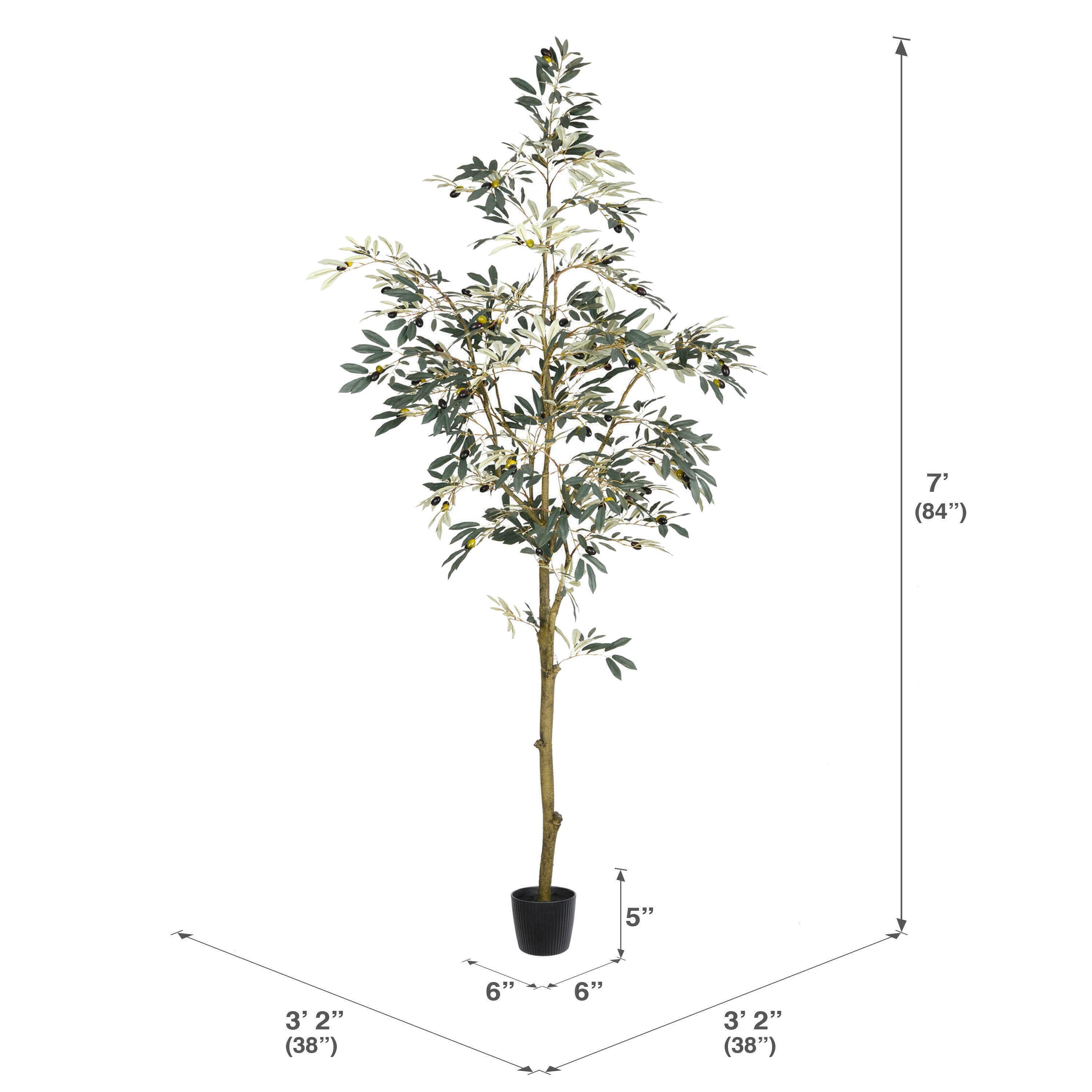 7ft. Potted Olive Tree