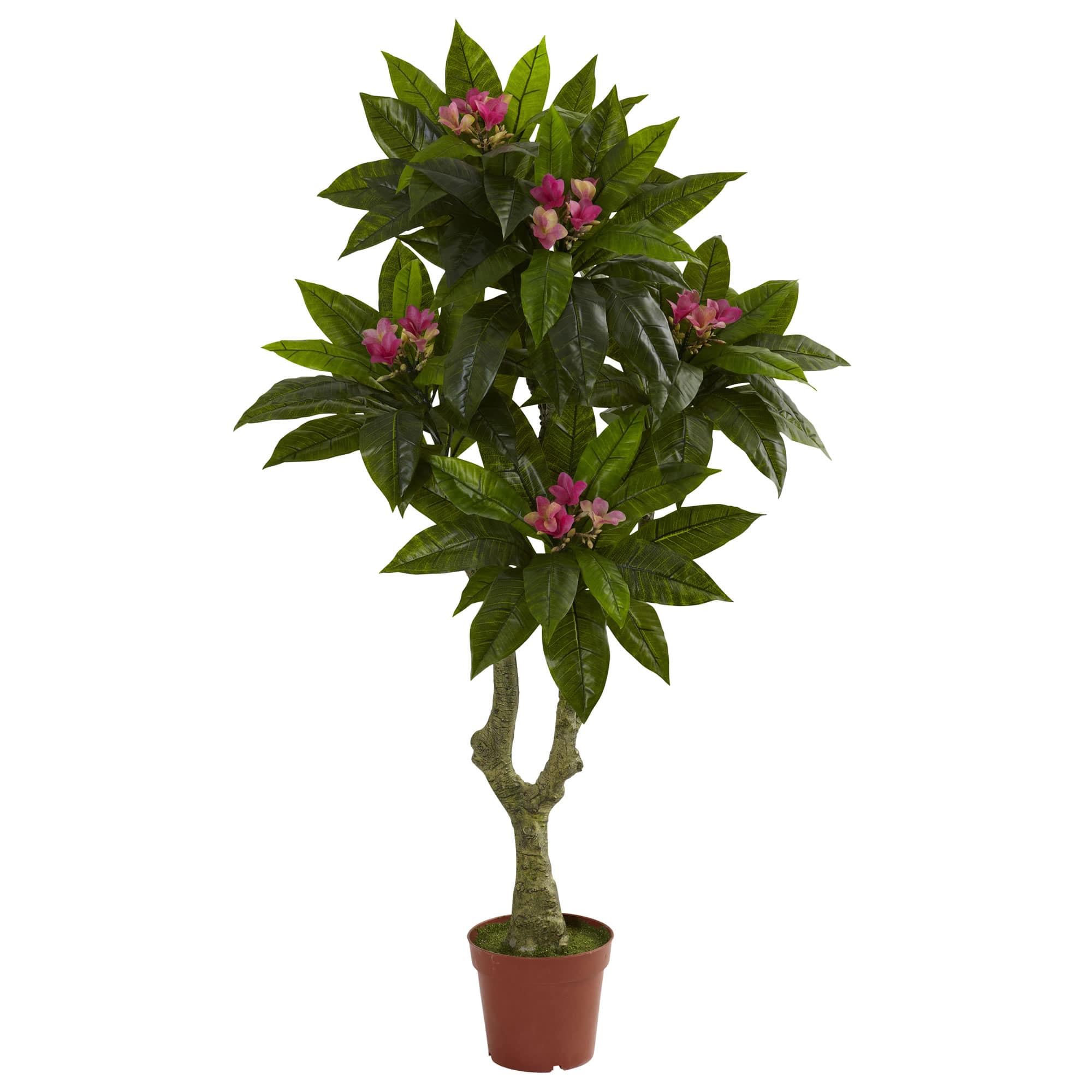 5ft. Potted Plumeria Tree