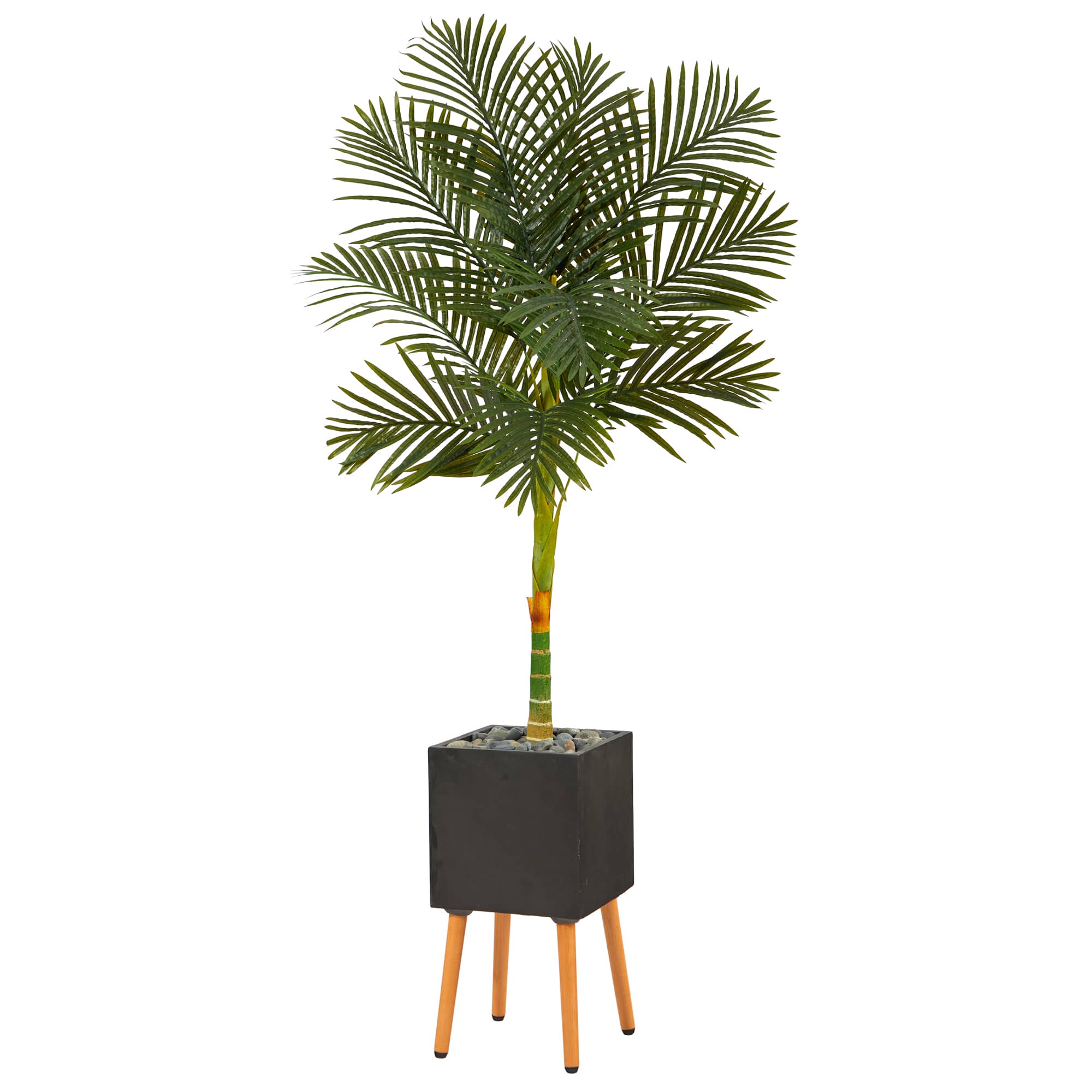 6ft. Golden Cane Palm Tree in Black Planter with Stand