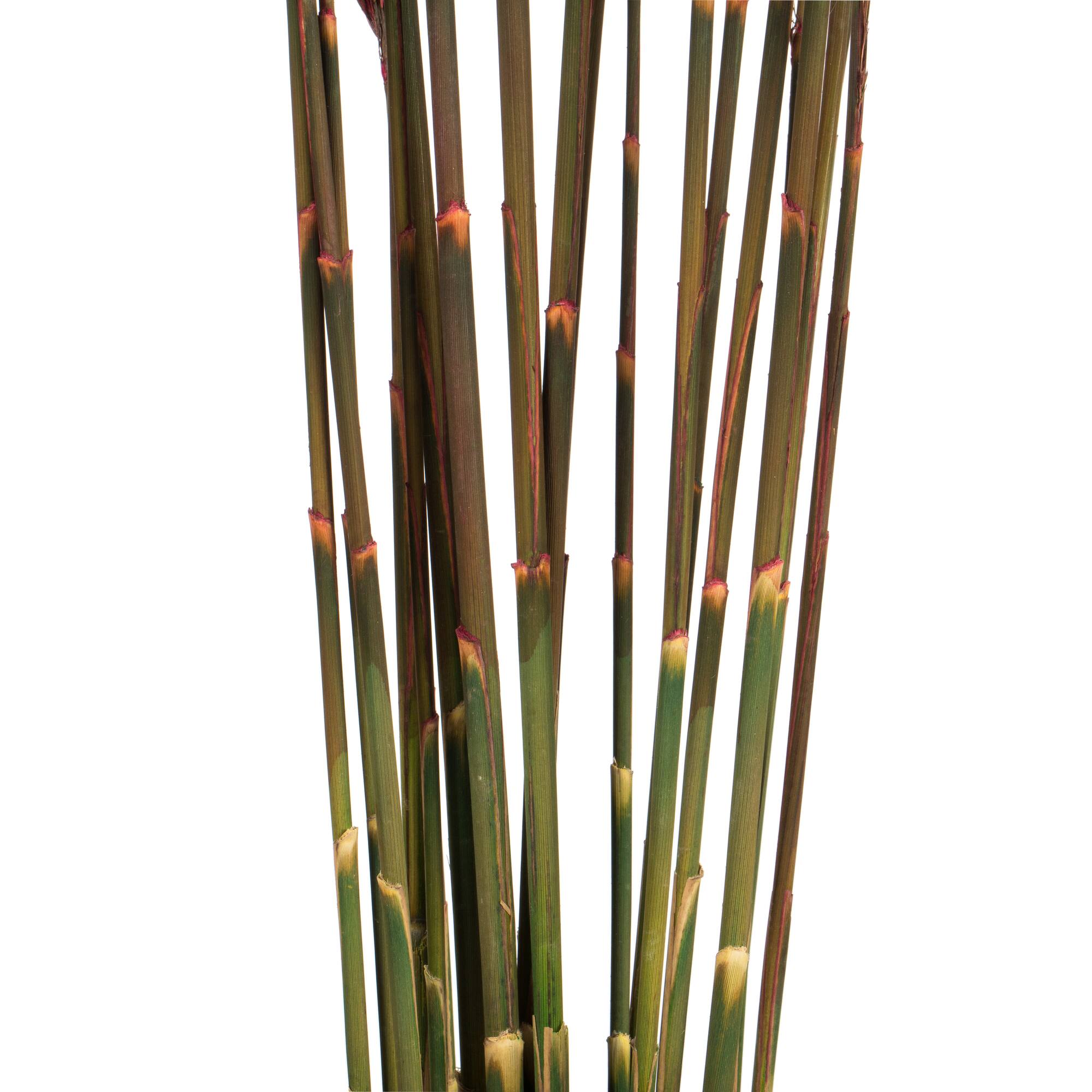 Plume Reed Preserved Bundle