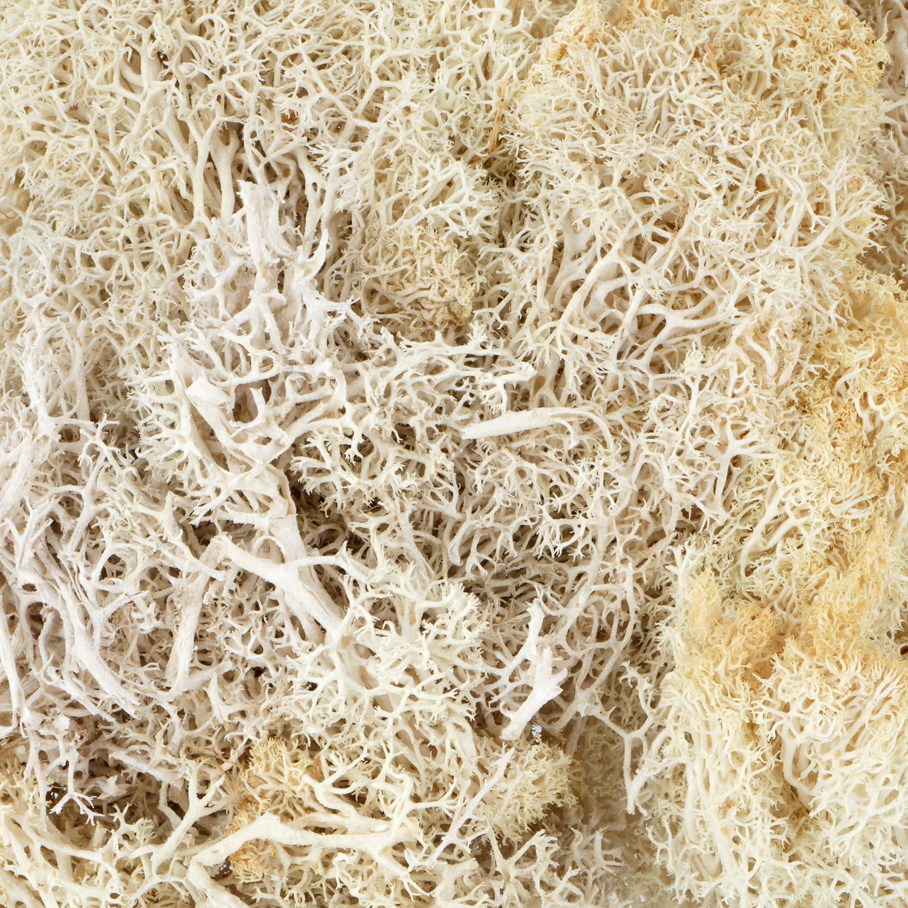 1.7oz. Moss by Ashland