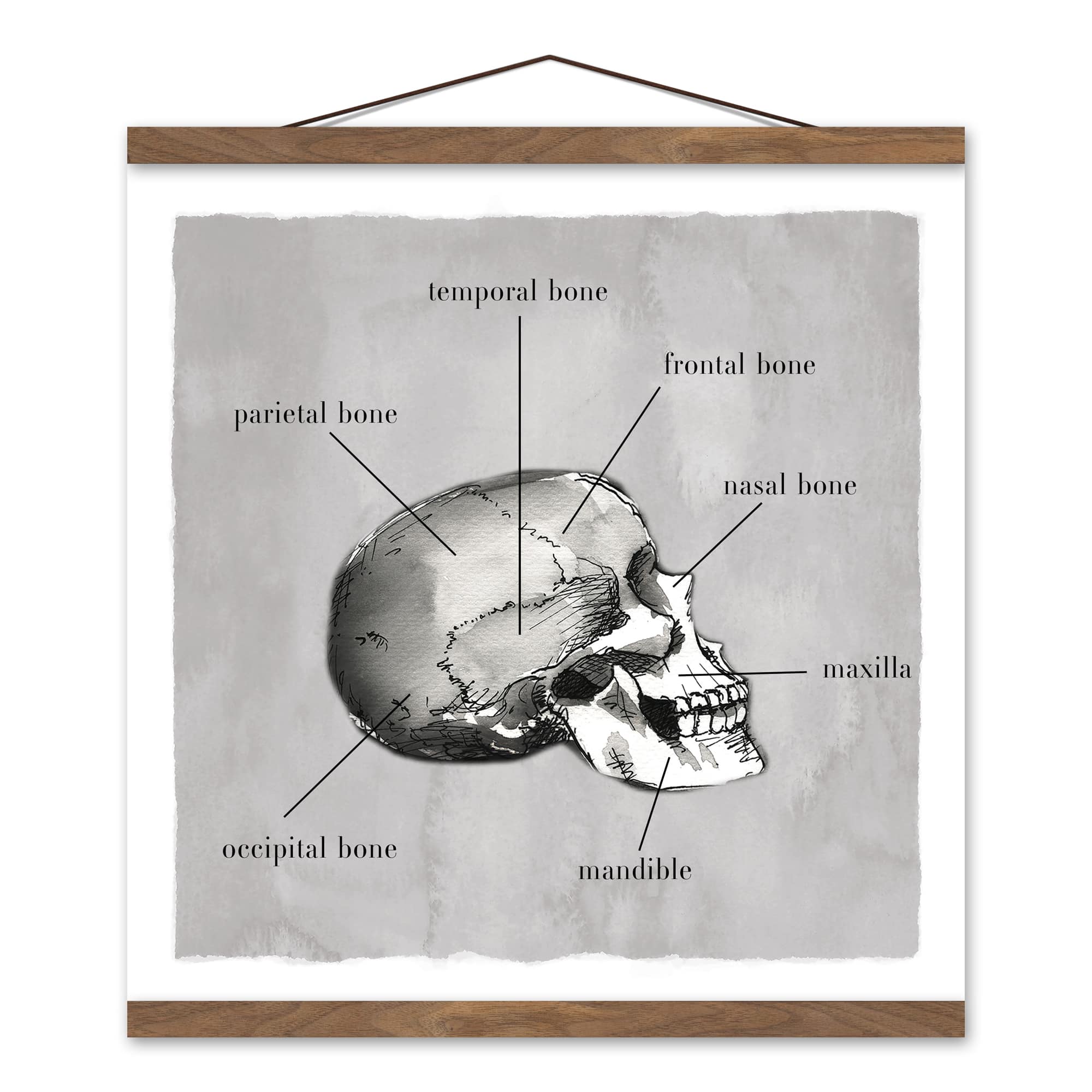 Skull Parts 16" x 16" Teak Hanging Canvas