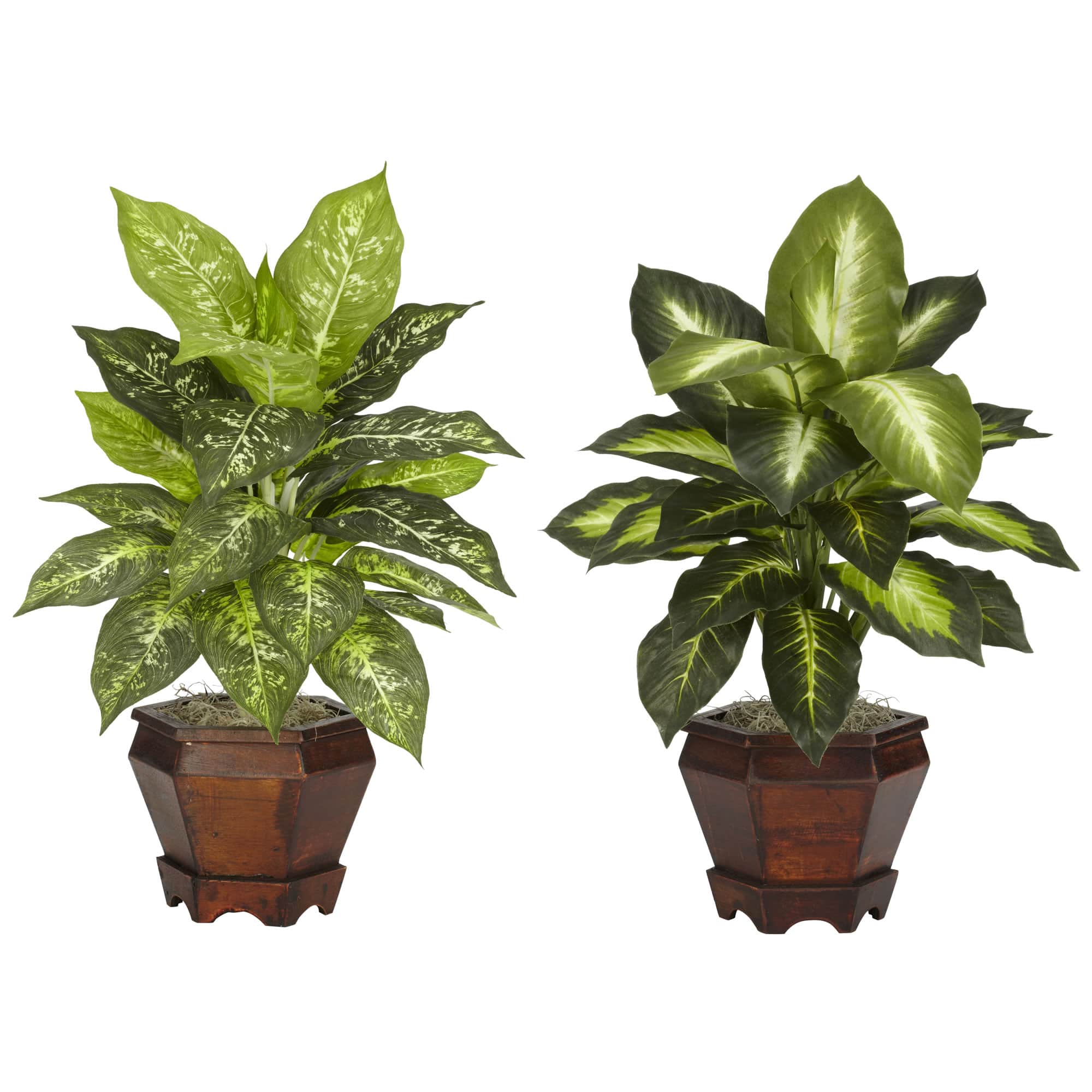20.5" Assorted Dieffenbachia In Wood Vase, 2ct.